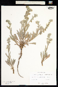 Pardoglossum cheirifolium image