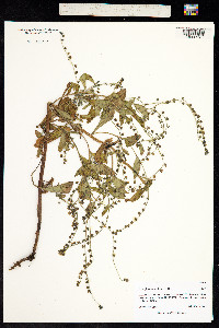 Image of Cynoglossum wallichii