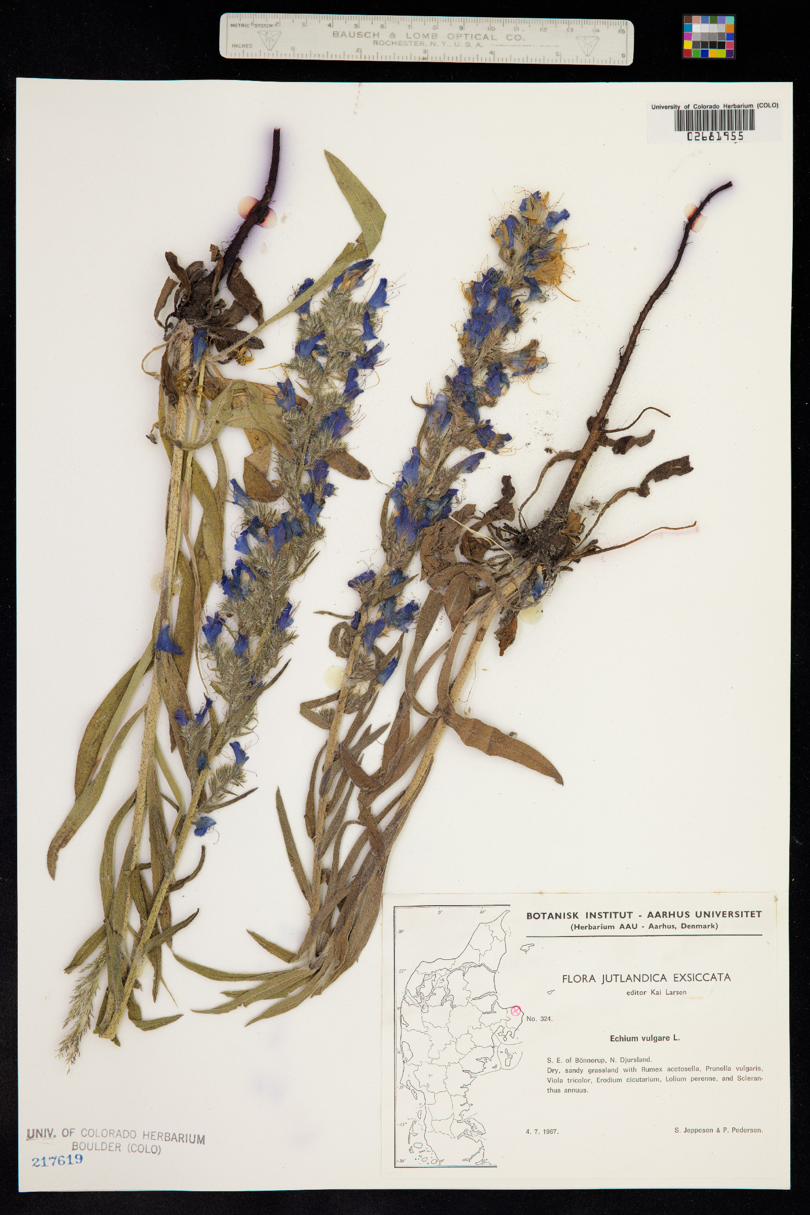 Echium vulgare image