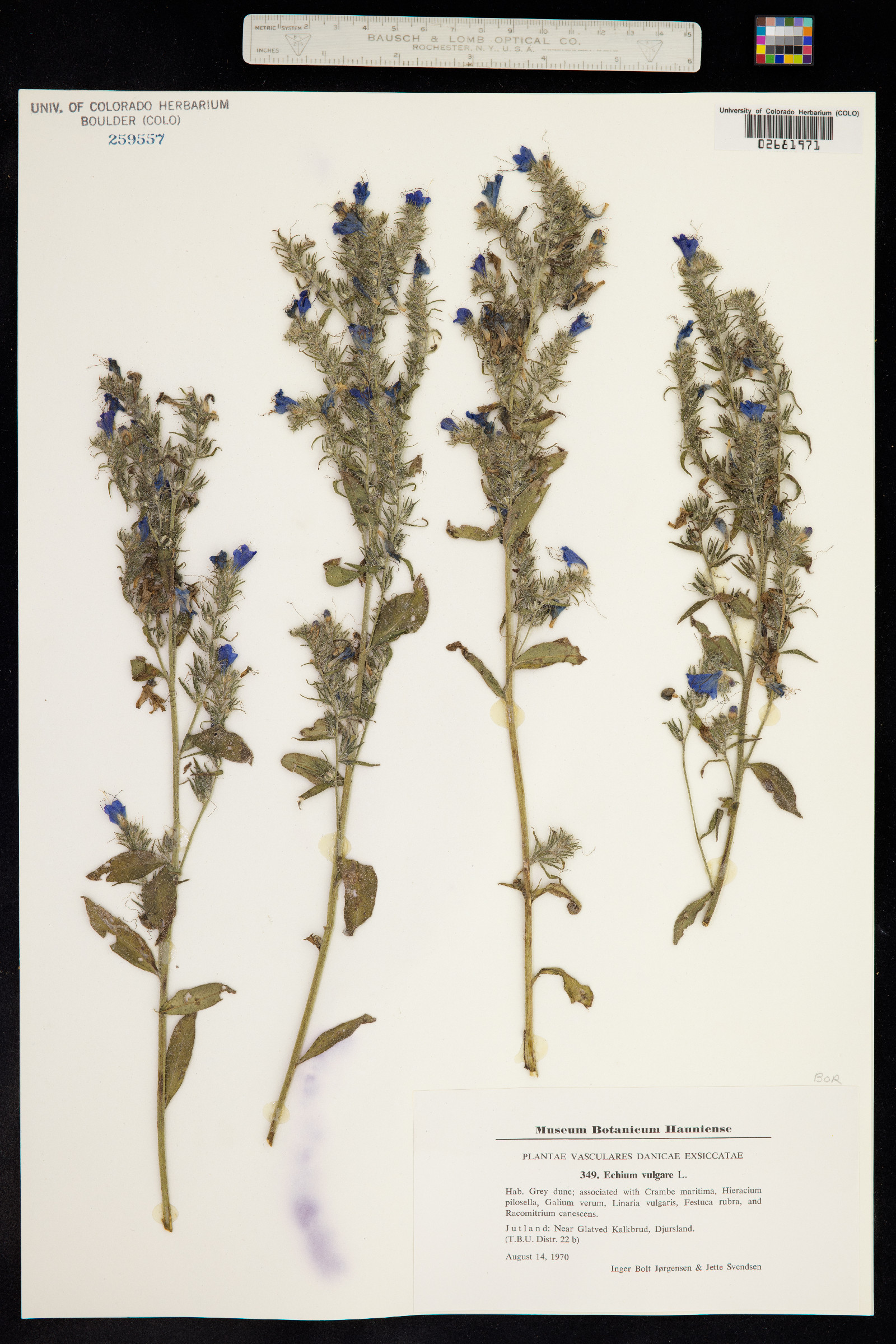 Echium vulgare image