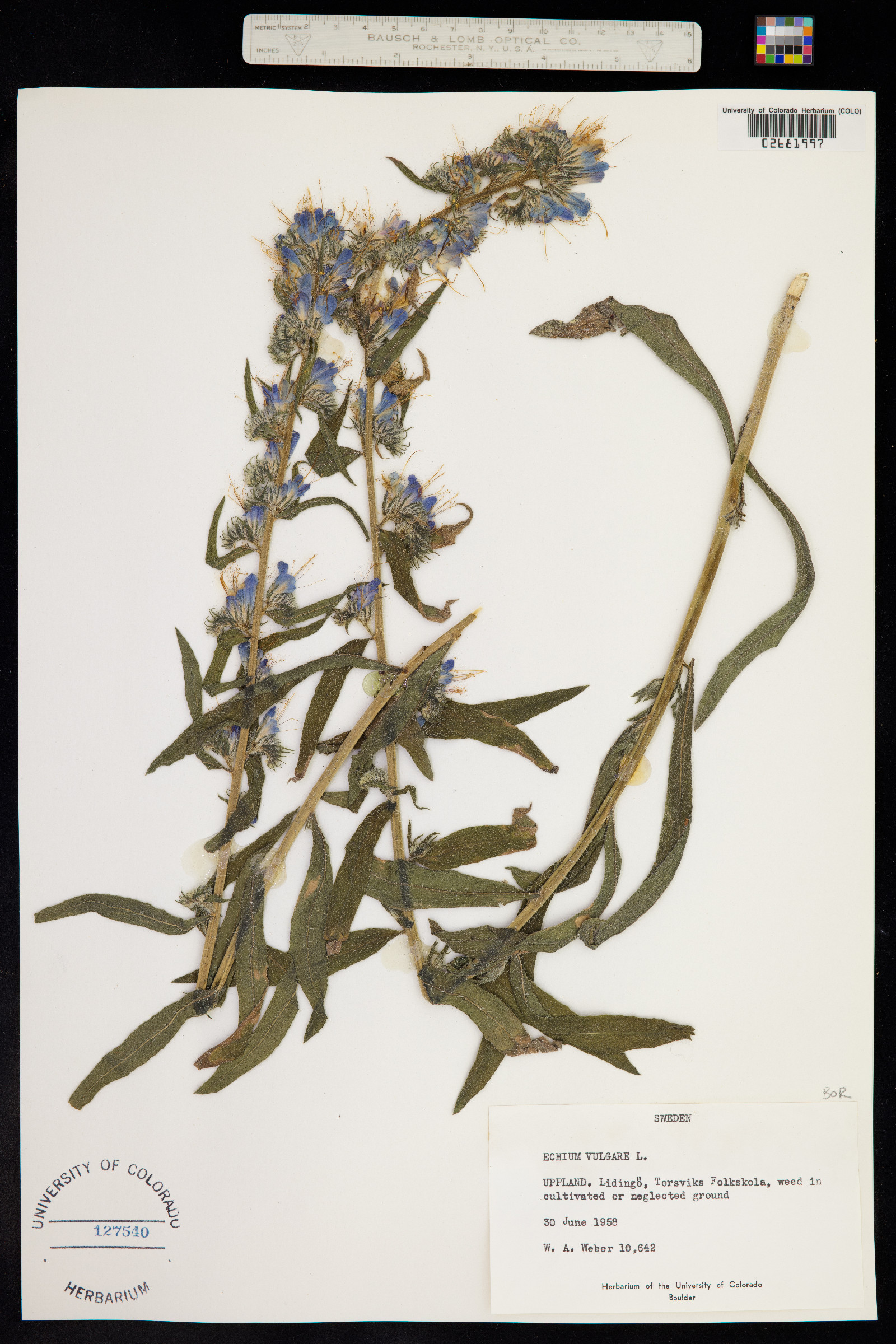 Echium vulgare image