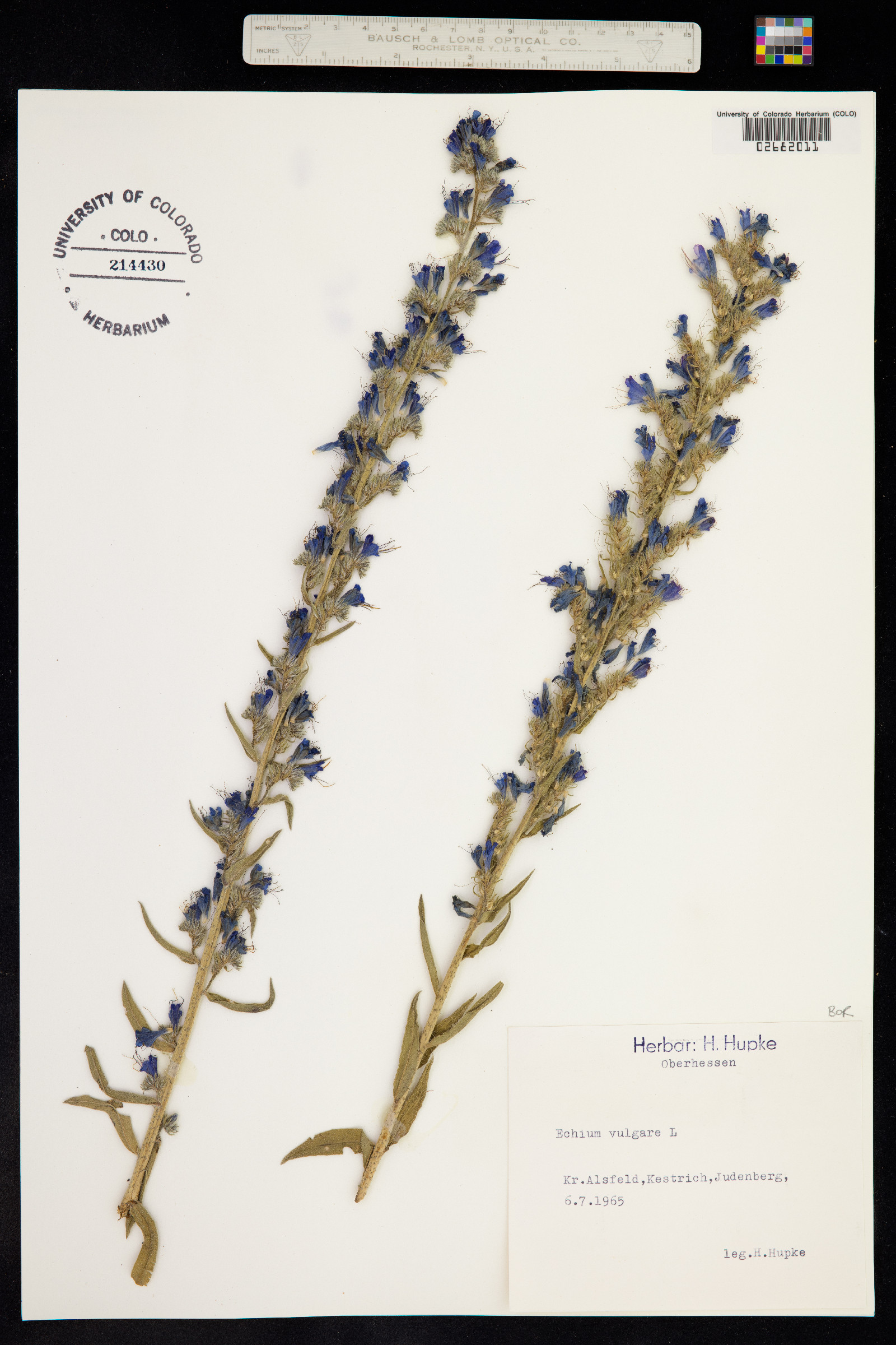 Echium vulgare image