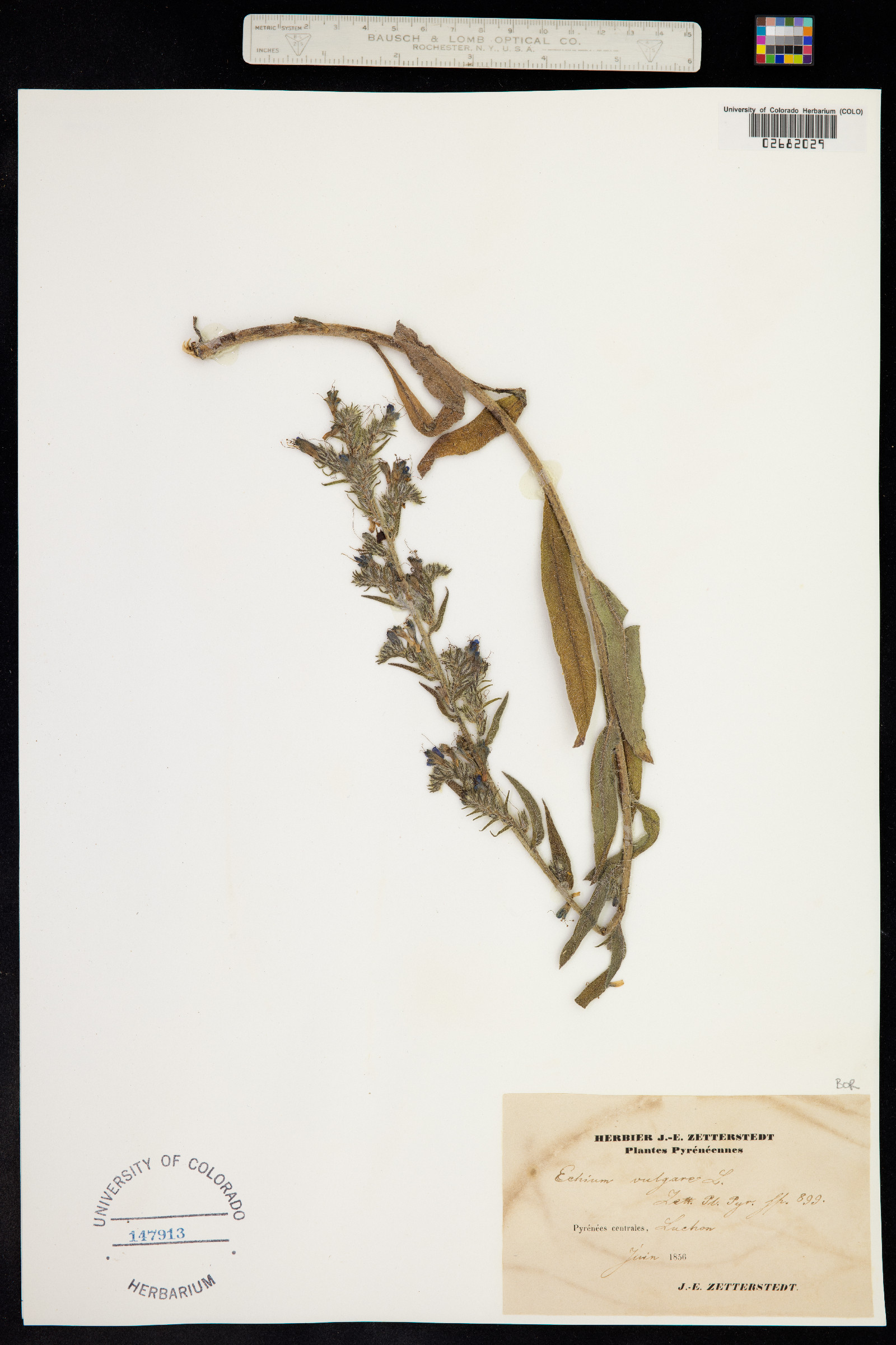 Echium vulgare image