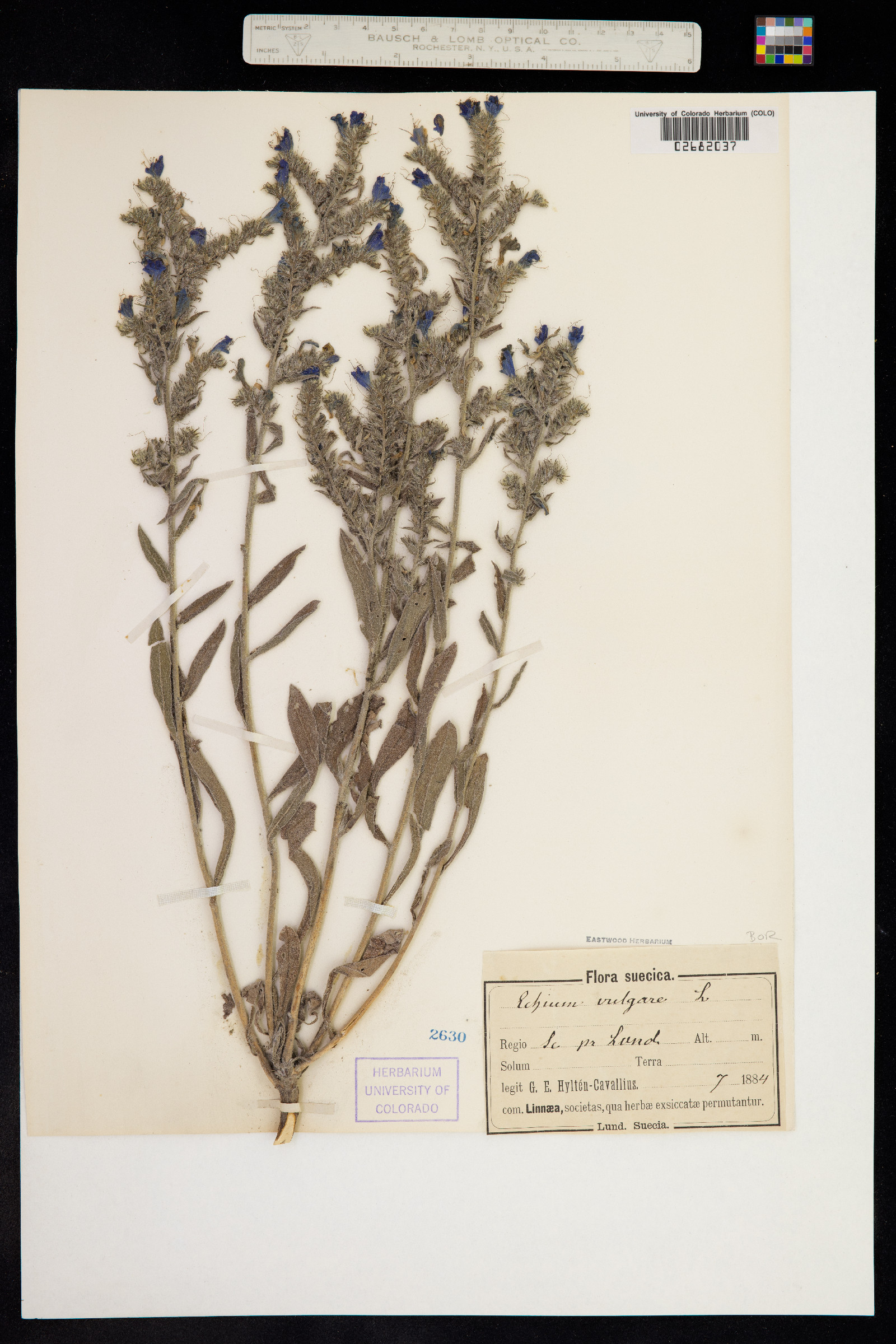 Echium vulgare image
