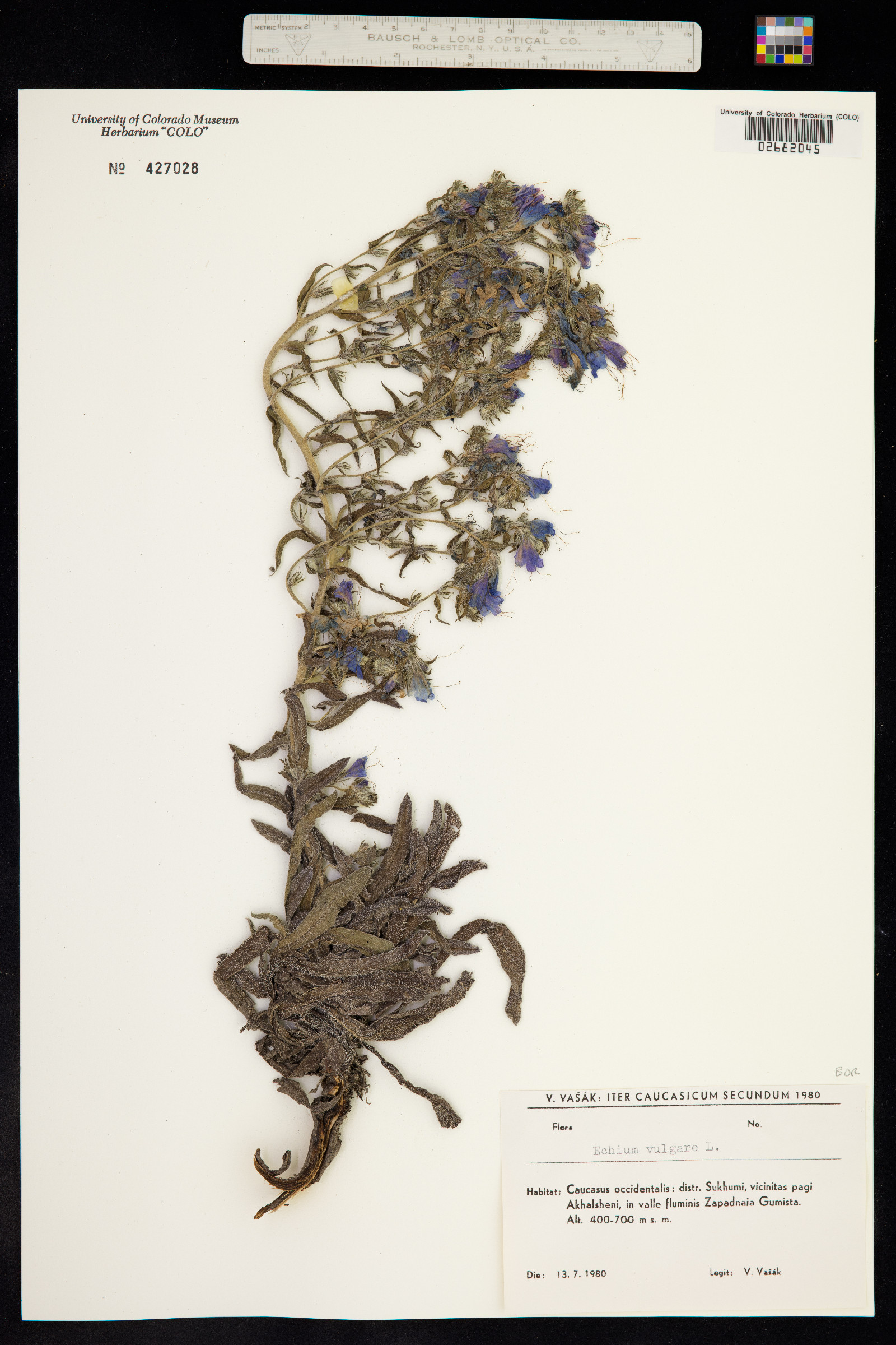 Echium vulgare image