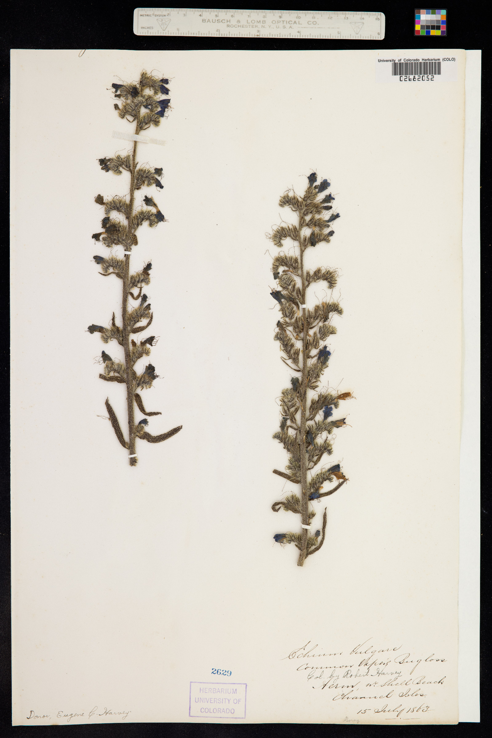 Echium vulgare image