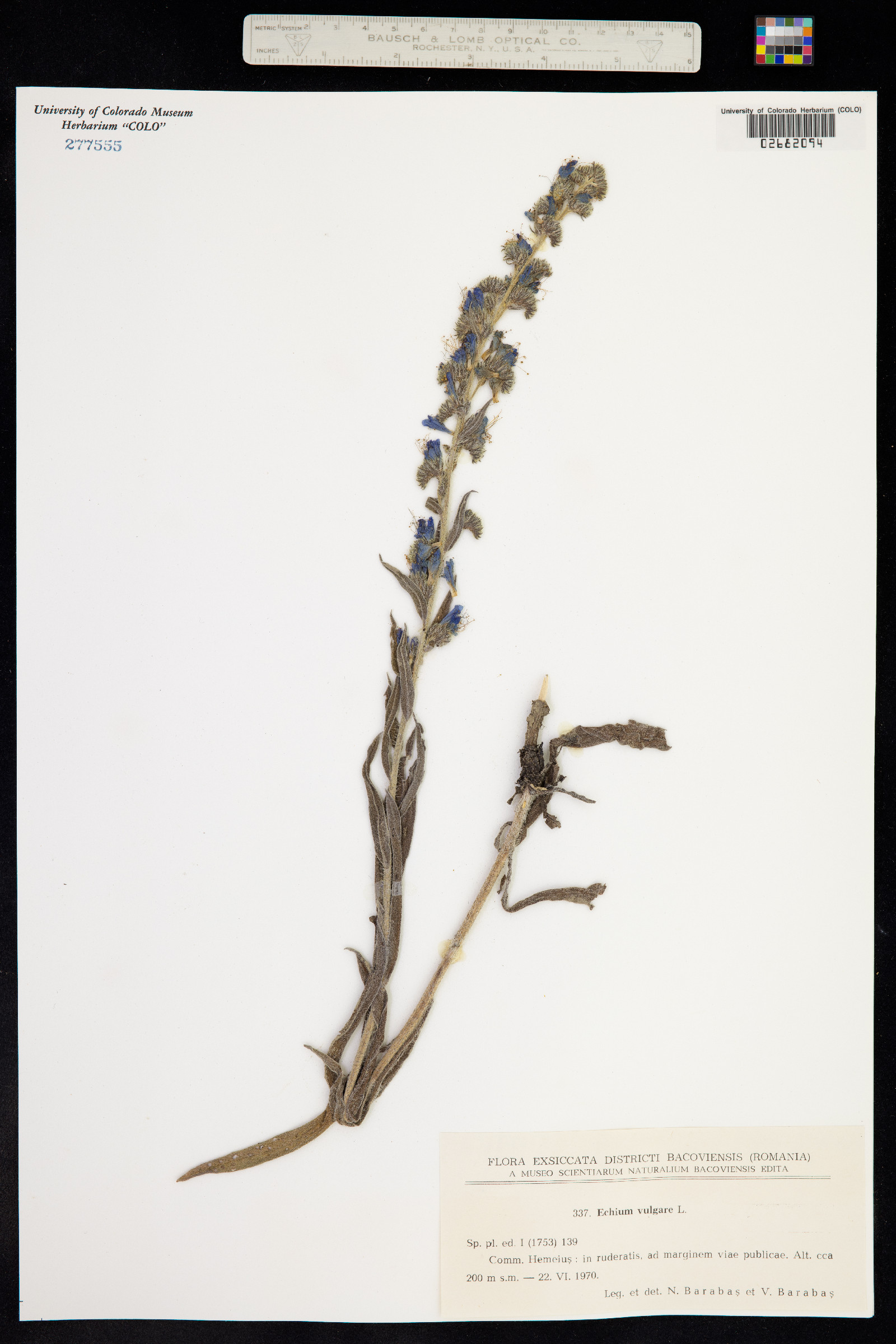 Echium vulgare image