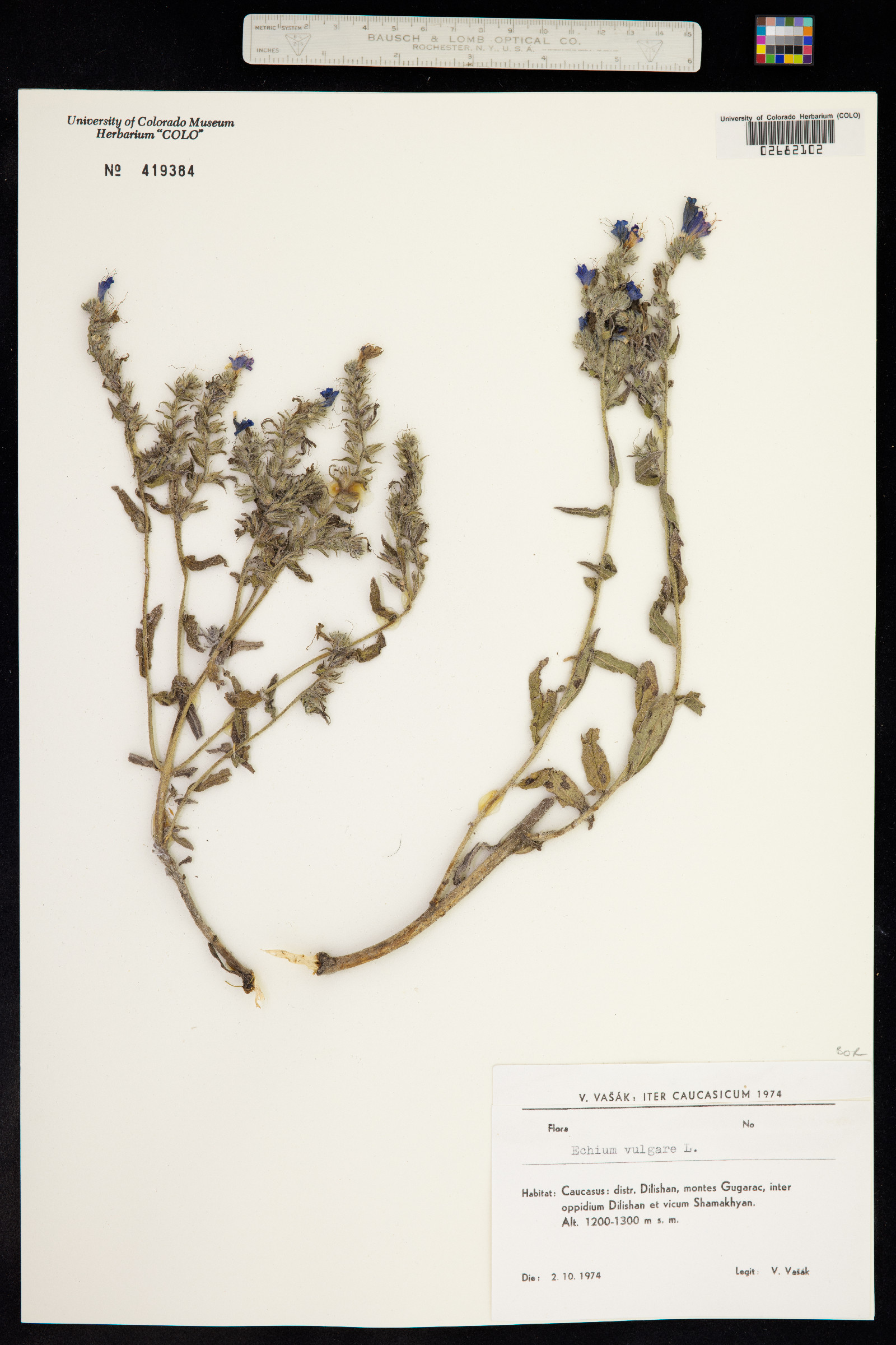 Echium vulgare image