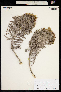 Image of Echium aculeatum