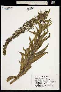 Image of Echium lusitanicum