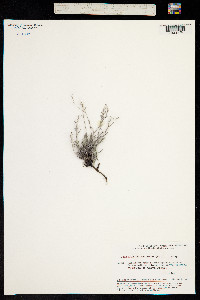 Eritrichium pauciflorum image