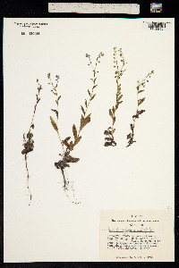 Hackelia deflexa image