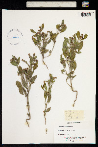Heliotropium europaeum image