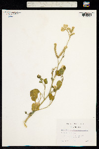 Heliotropium hirsutissimum image