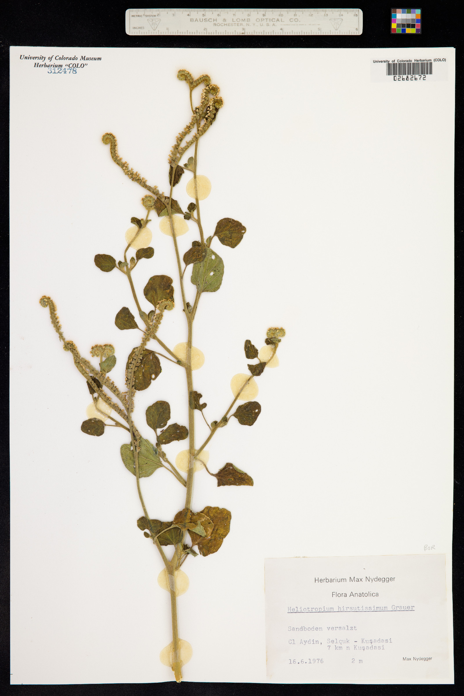 Heliotropium hirsutissimum image