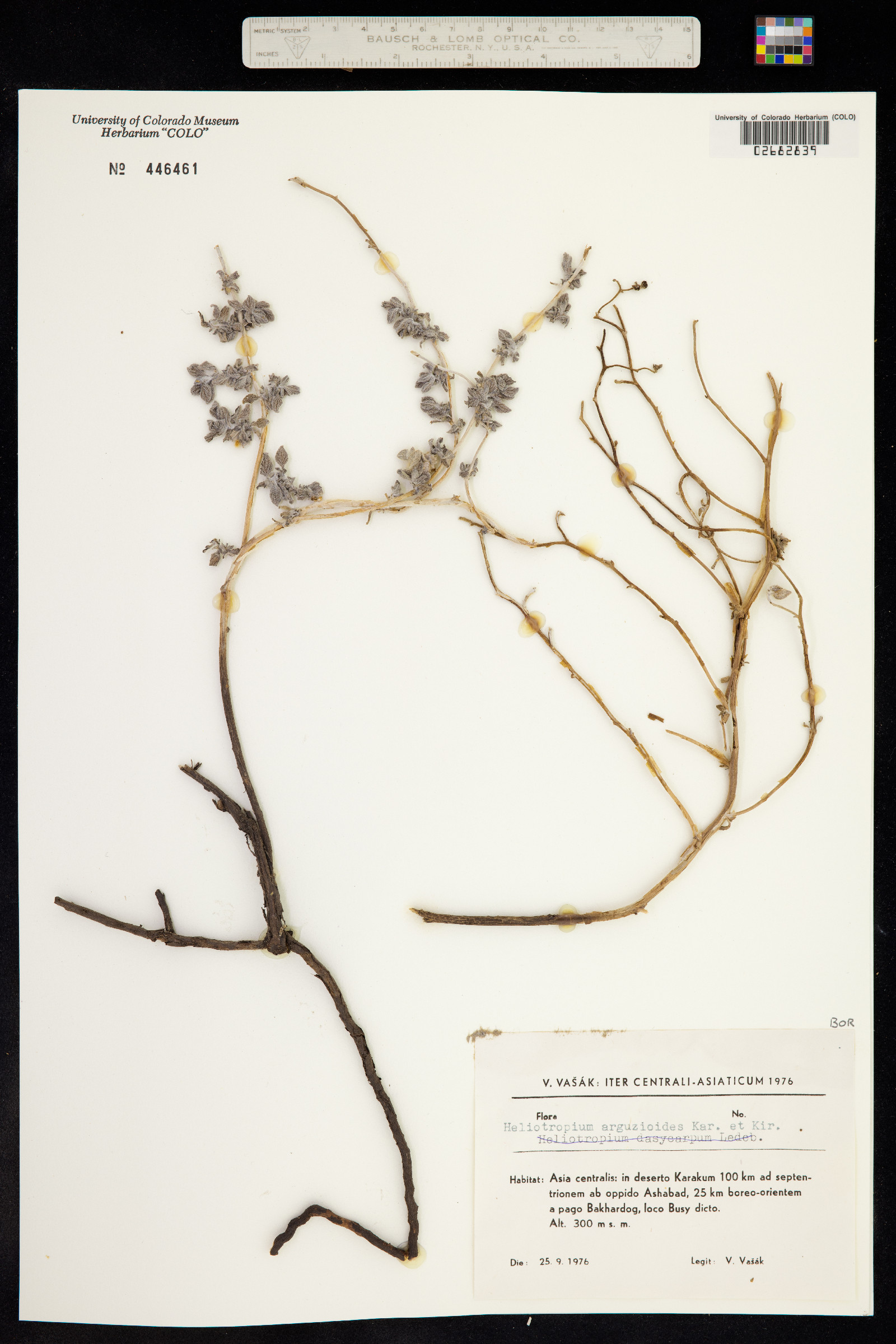 Heliotropium arguzioides image