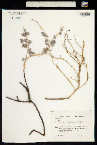 Heliotropium arguzioides image