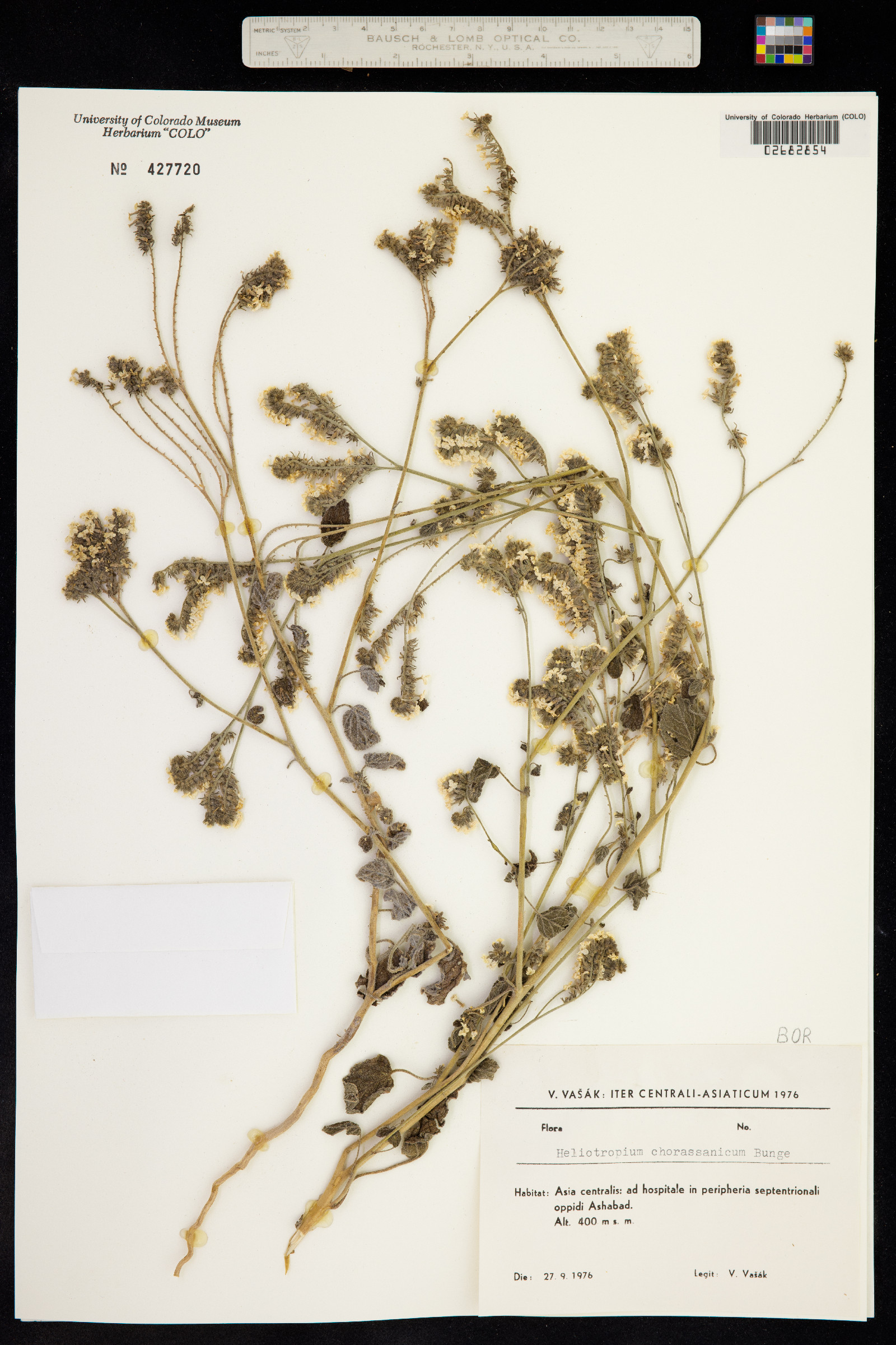 Heliotropium chorassanicum image