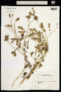 Heliotropium chorassanicum image