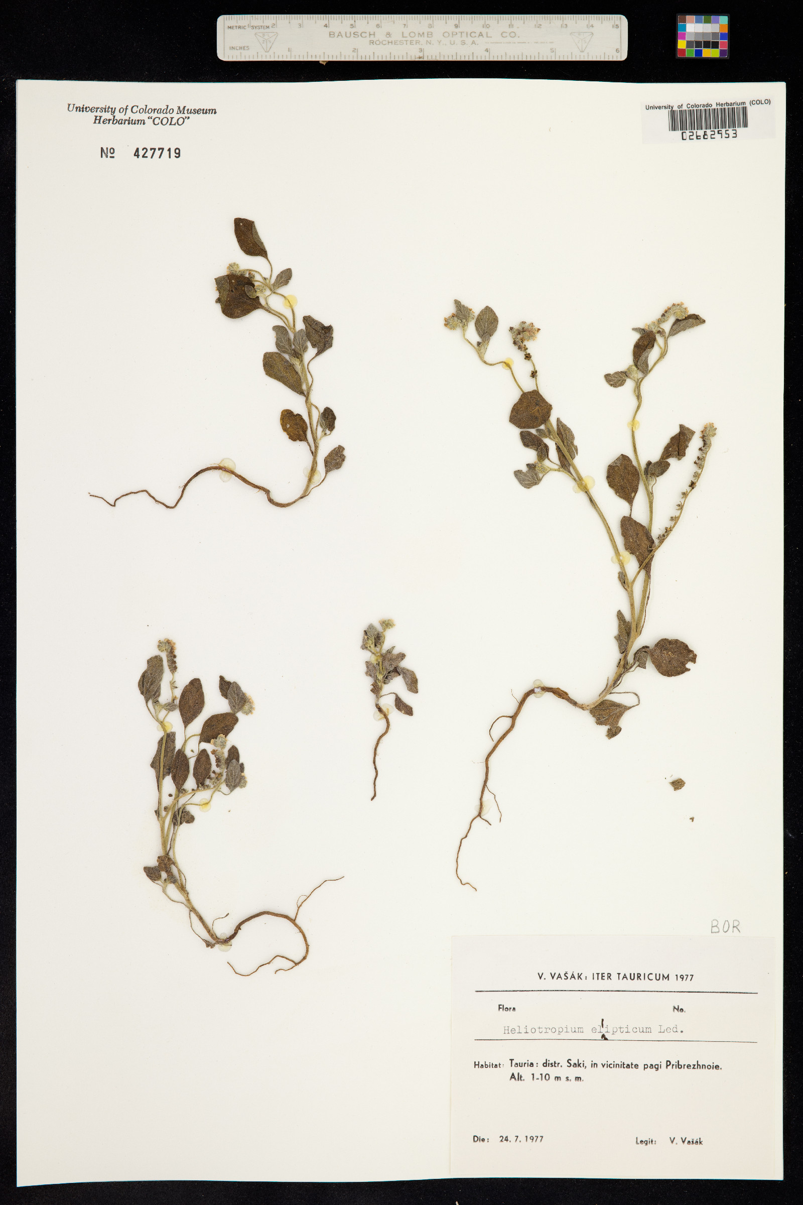 Heliotropium ellipticum image