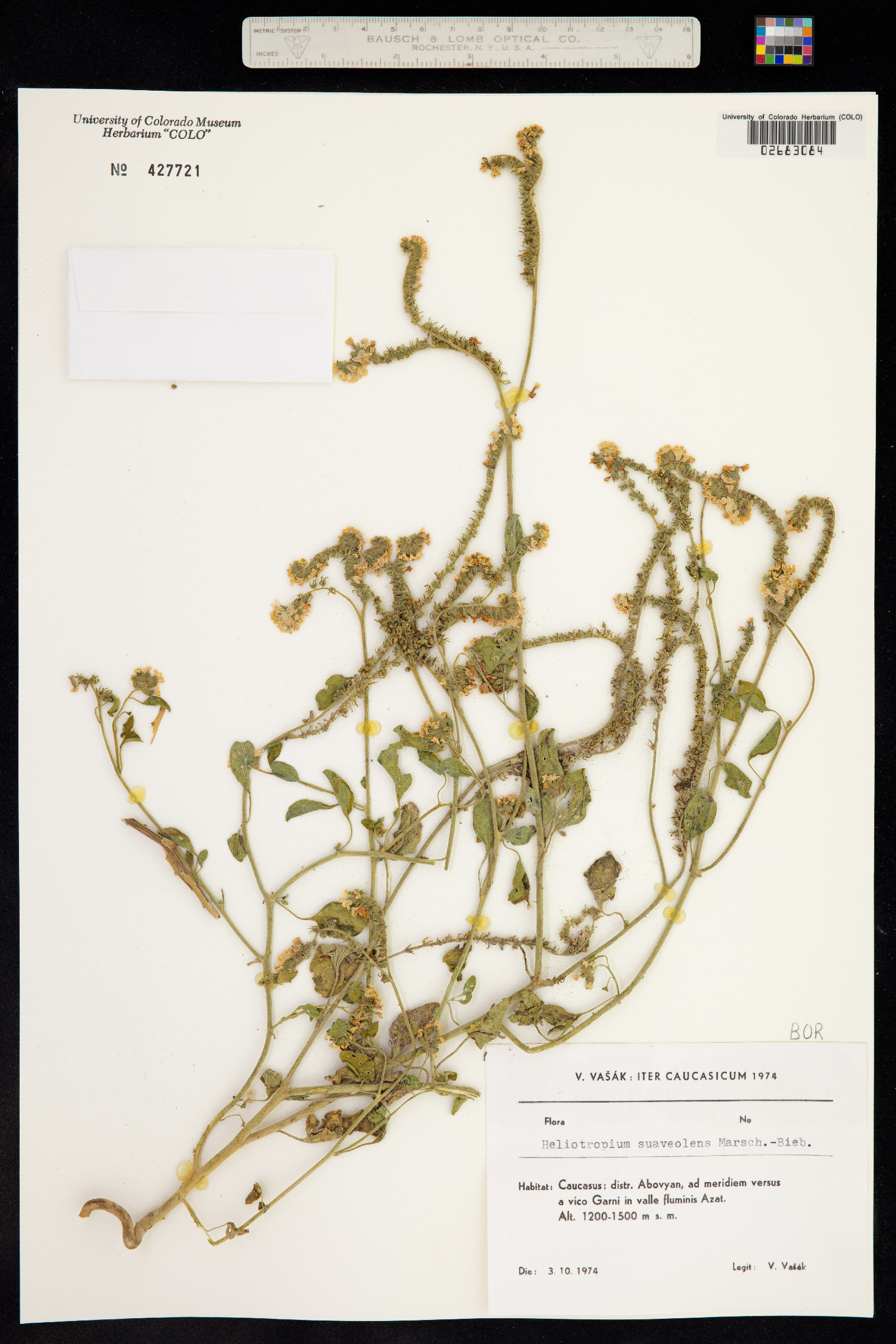 Heliotropium suaveolens image