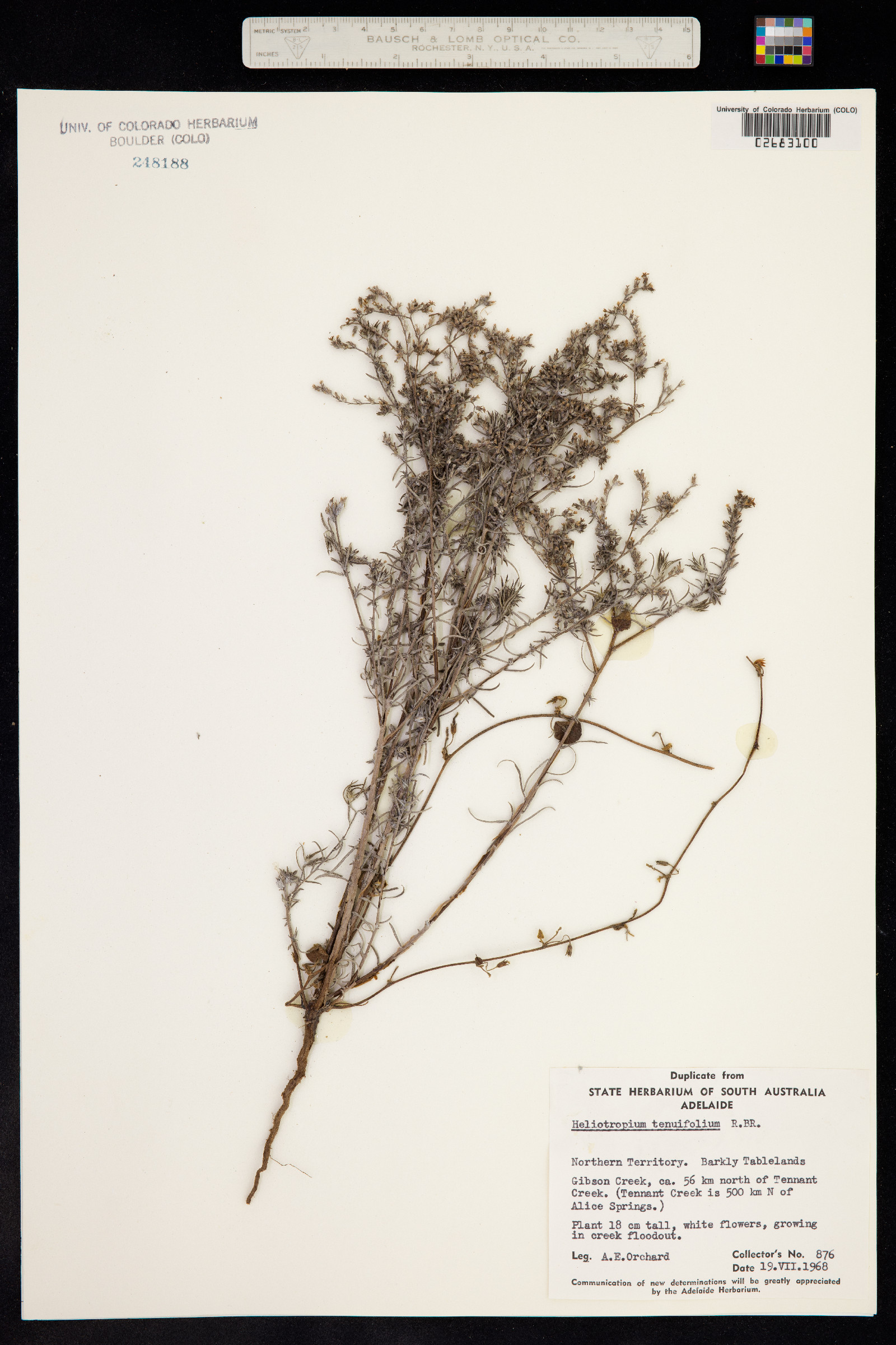 Euploca tenuifolia image
