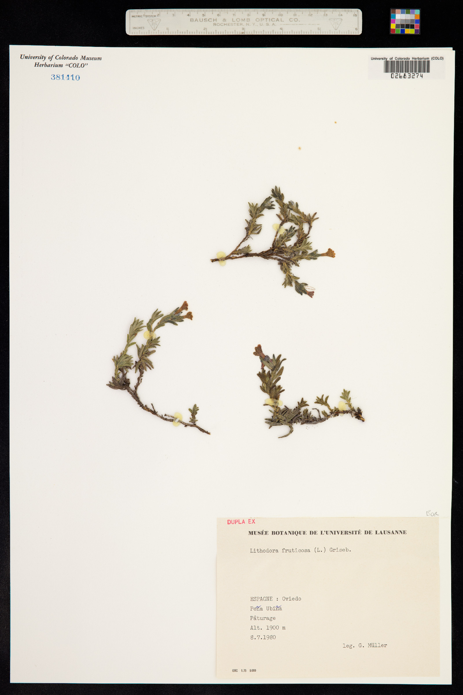 Lithodora image