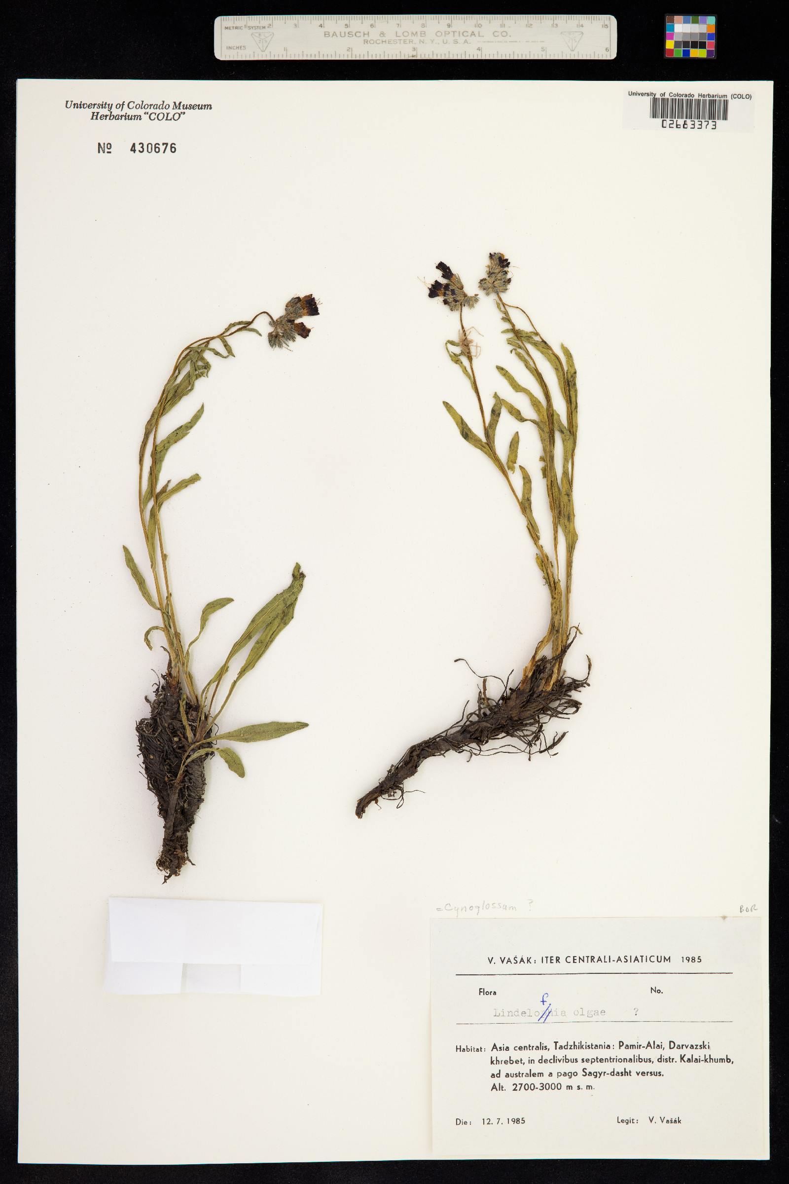Lindelofia olgae image