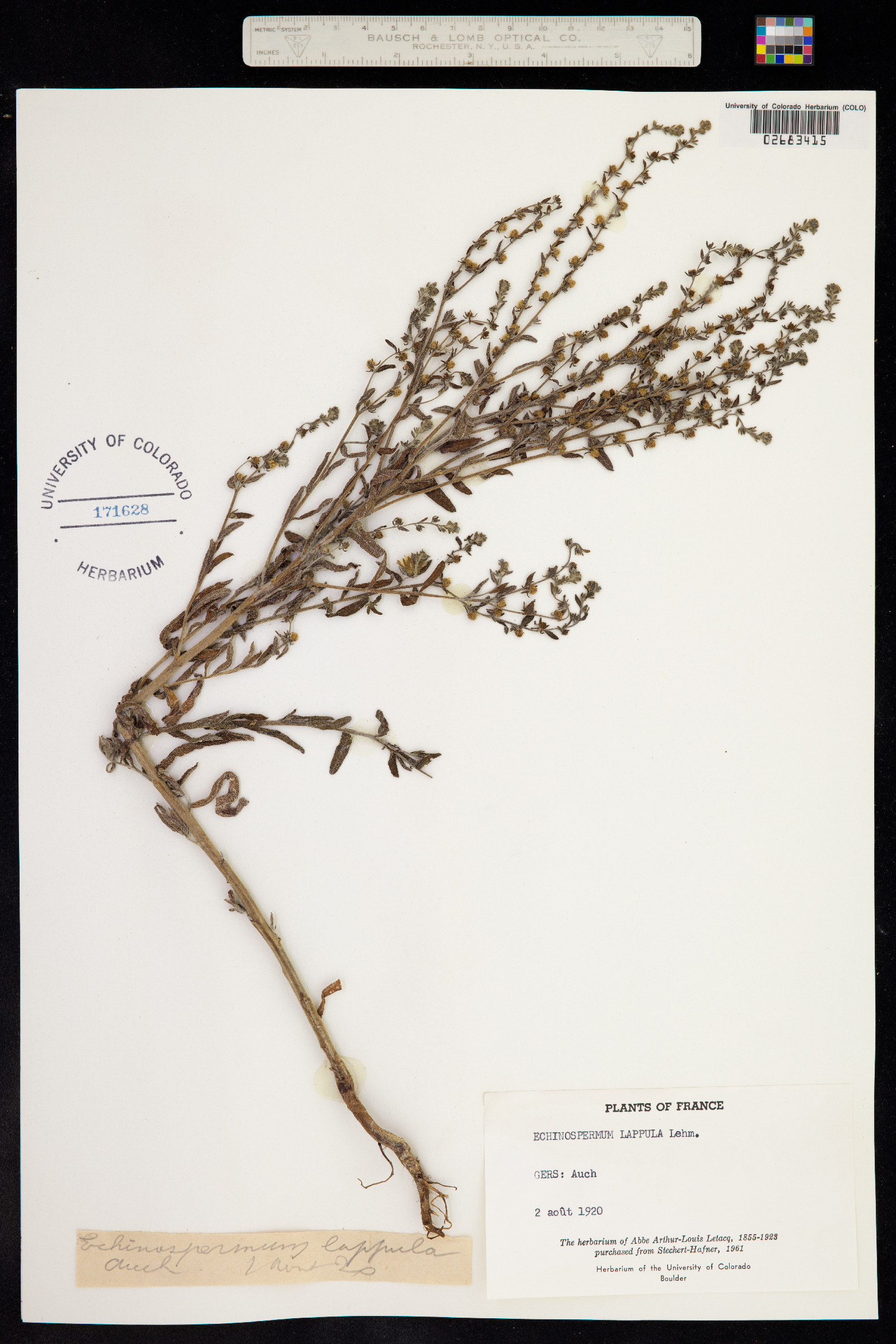 Lappula squarrosa image