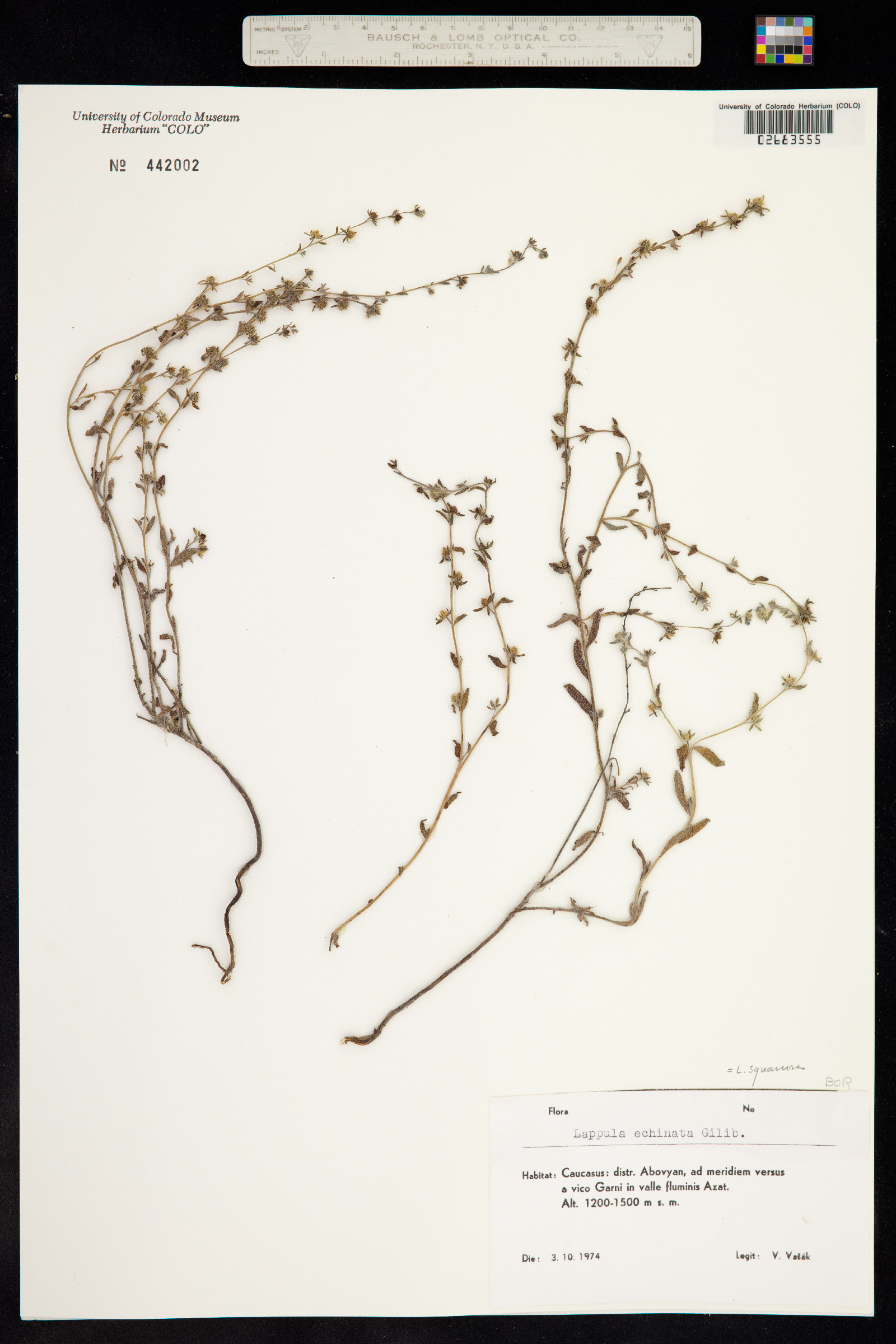 Lappula squarrosa image