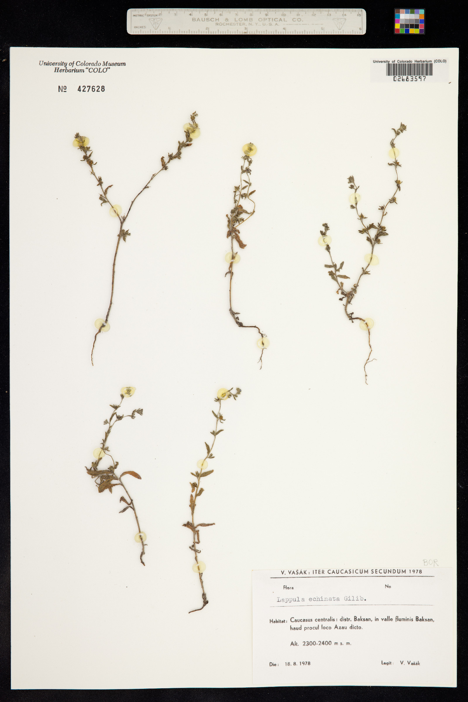 Lappula squarrosa image