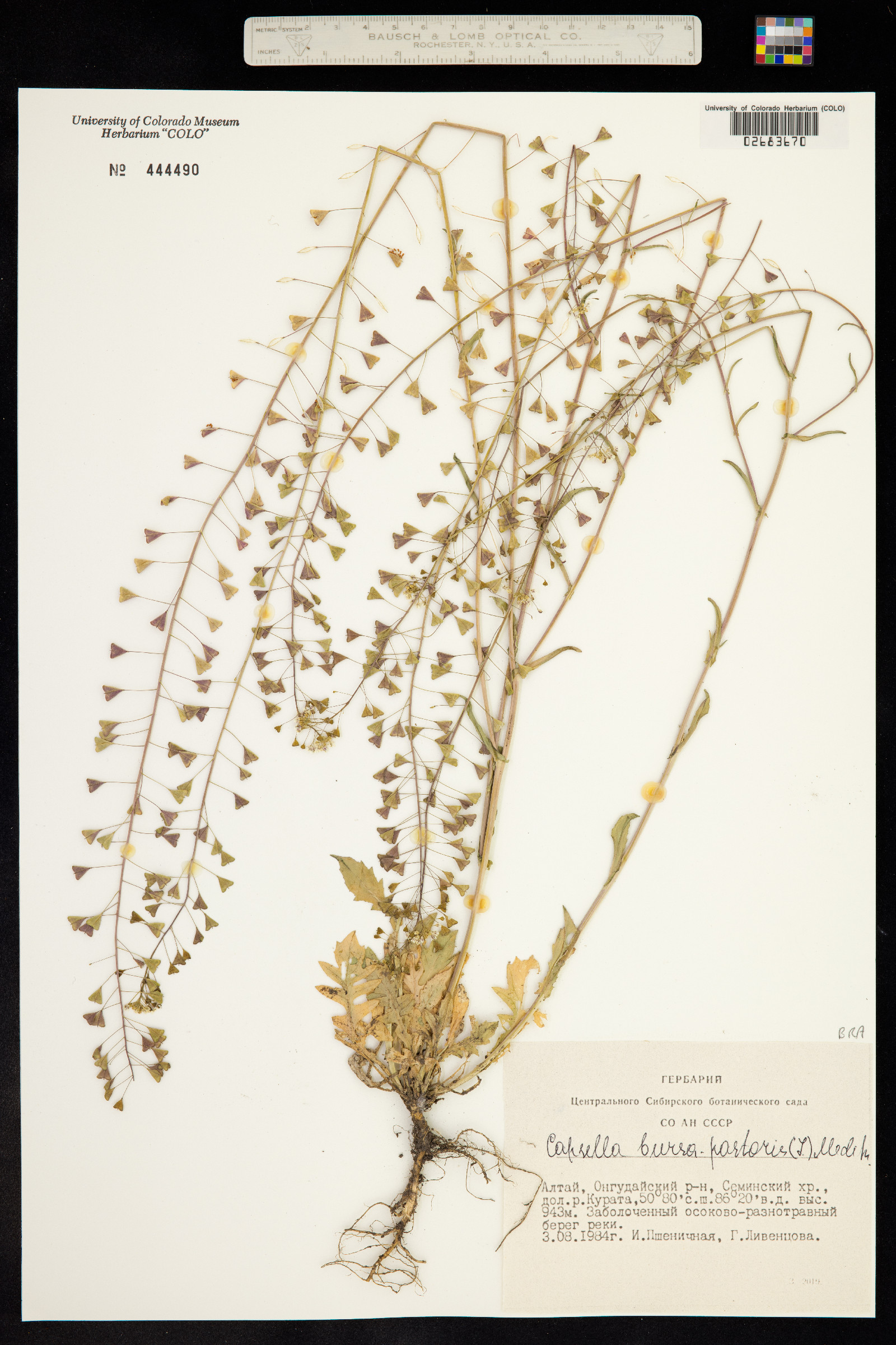 Capsella bursa-pastoris image