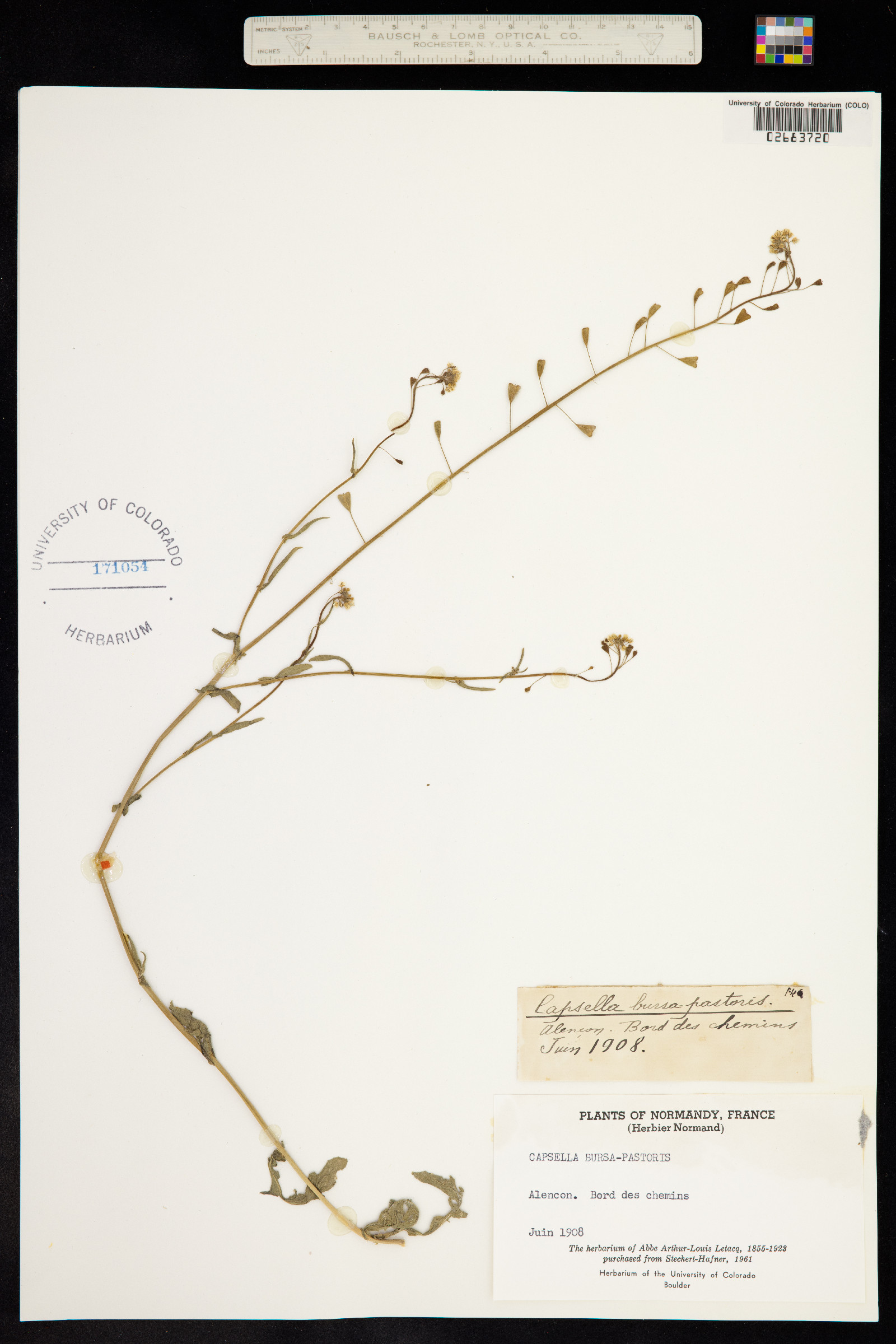 Capsella bursa-pastoris image