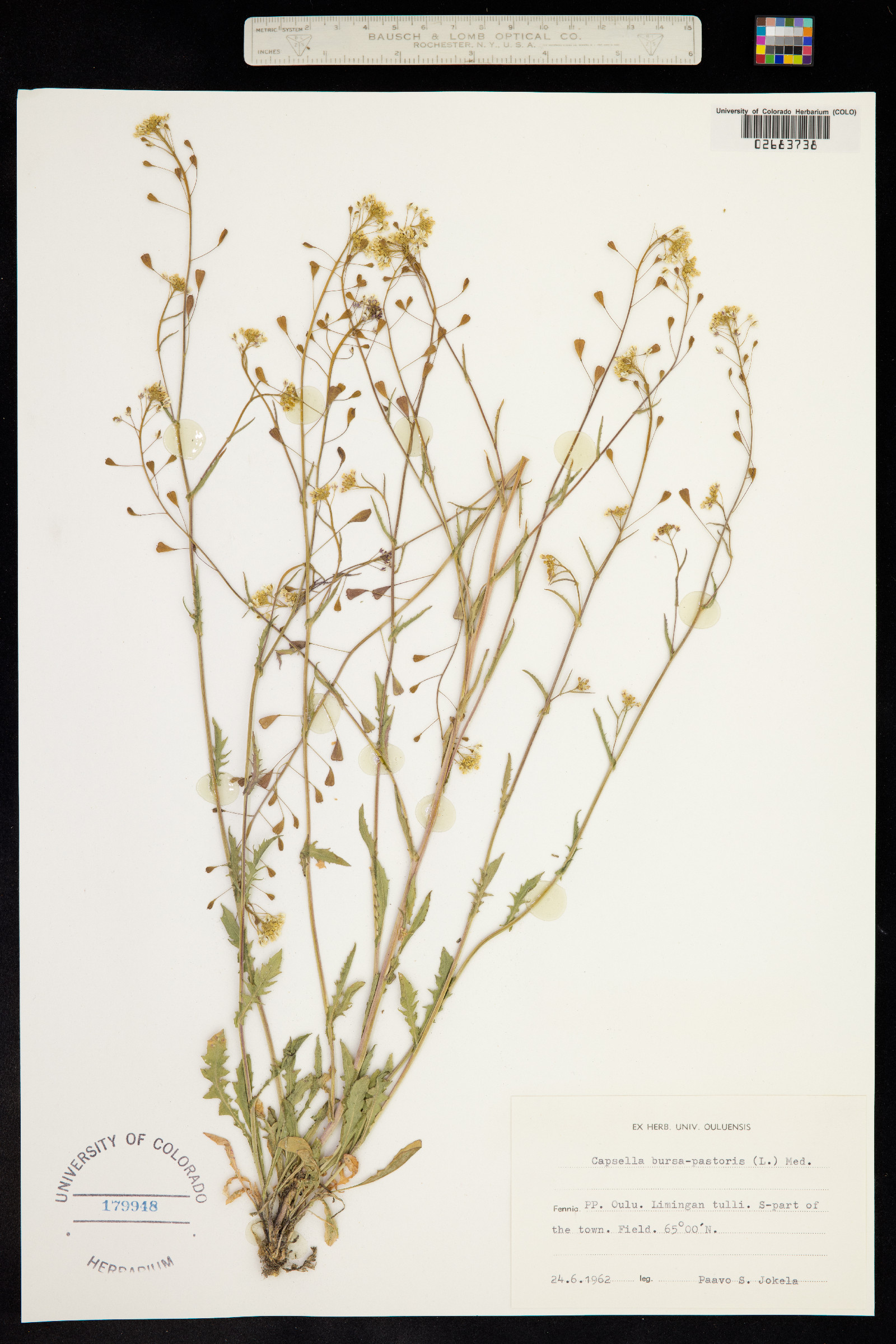 Capsella bursa-pastoris image