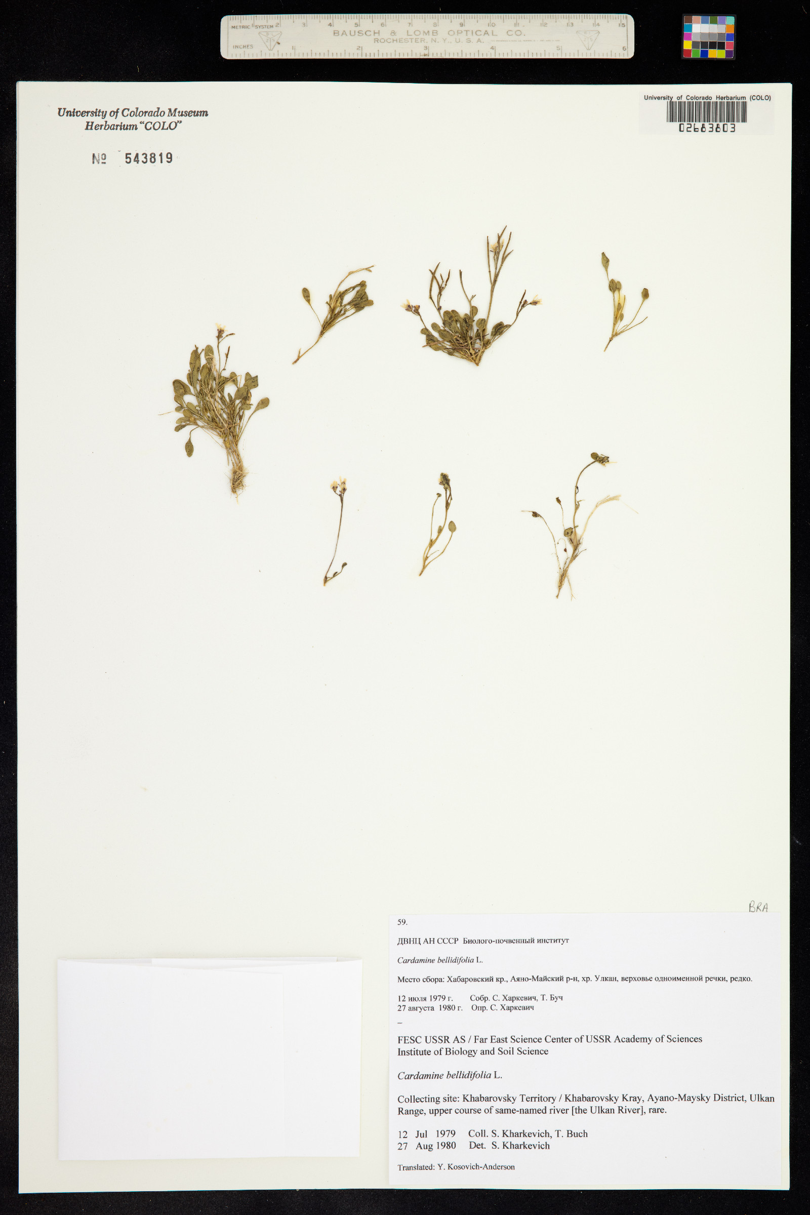 Cardamine bellidifolia image