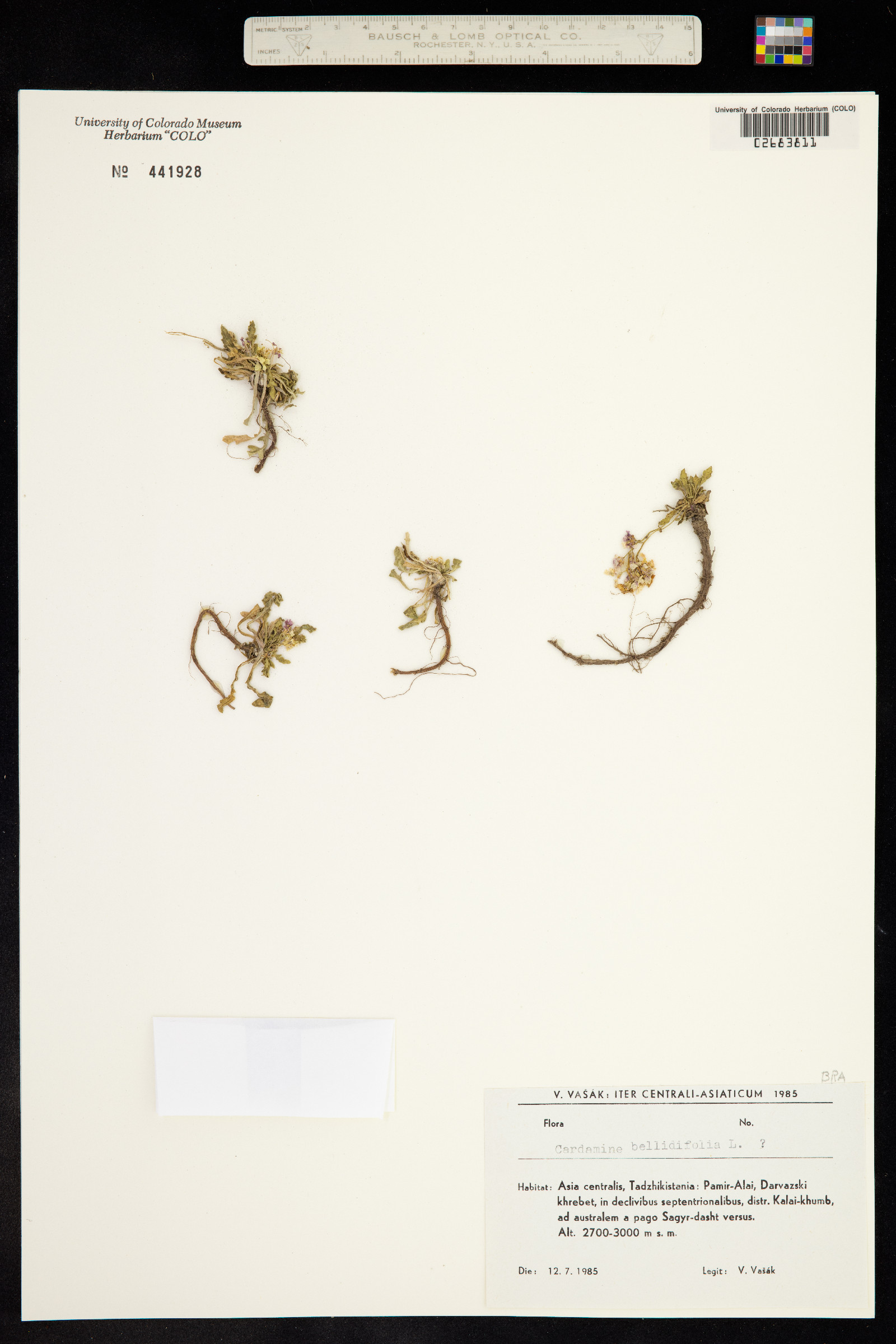 Cardamine bellidifolia image