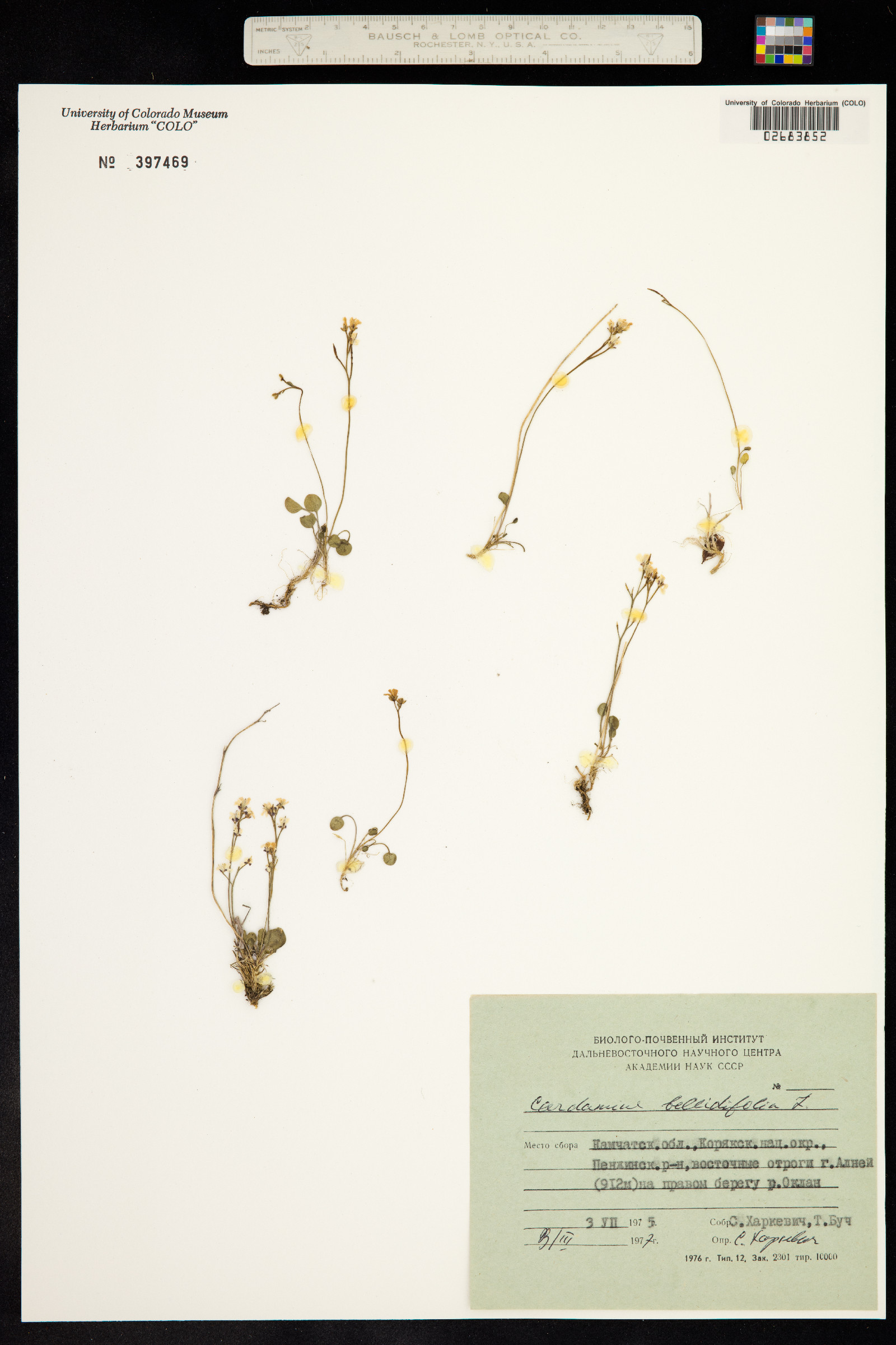 Cardamine bellidifolia image