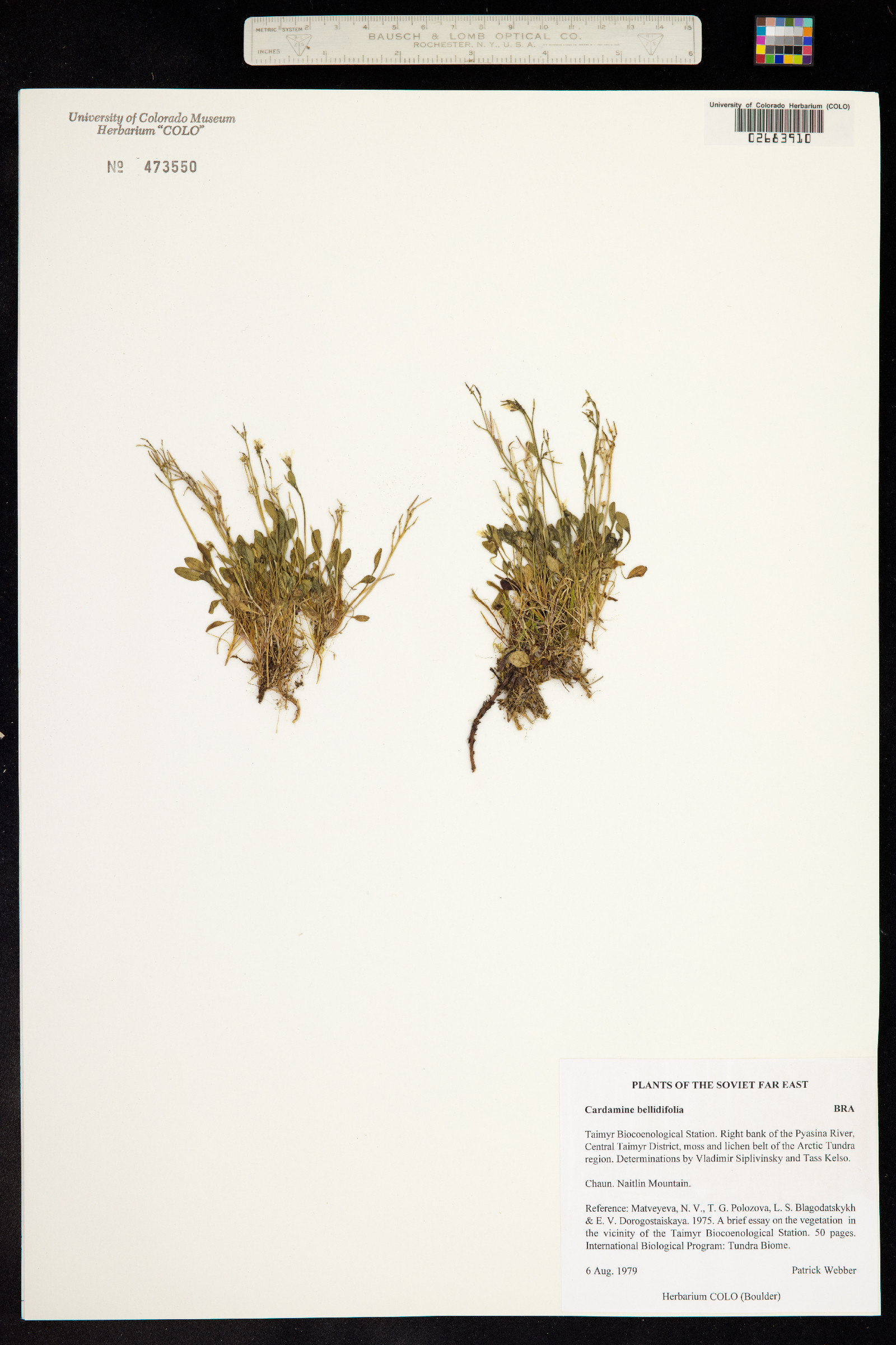 Cardamine bellidifolia image