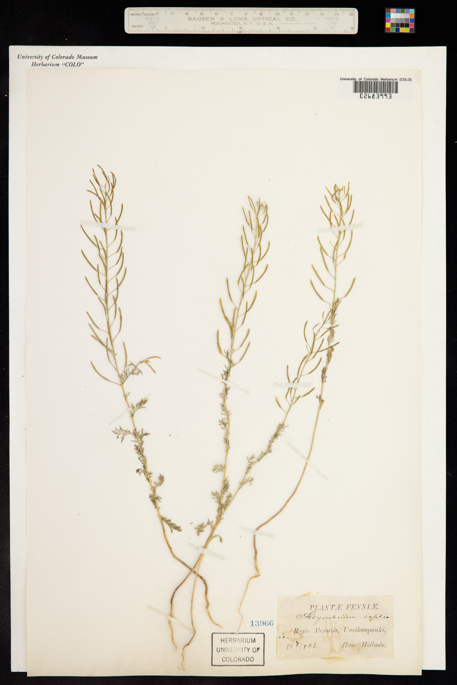 Descurainia sophia image