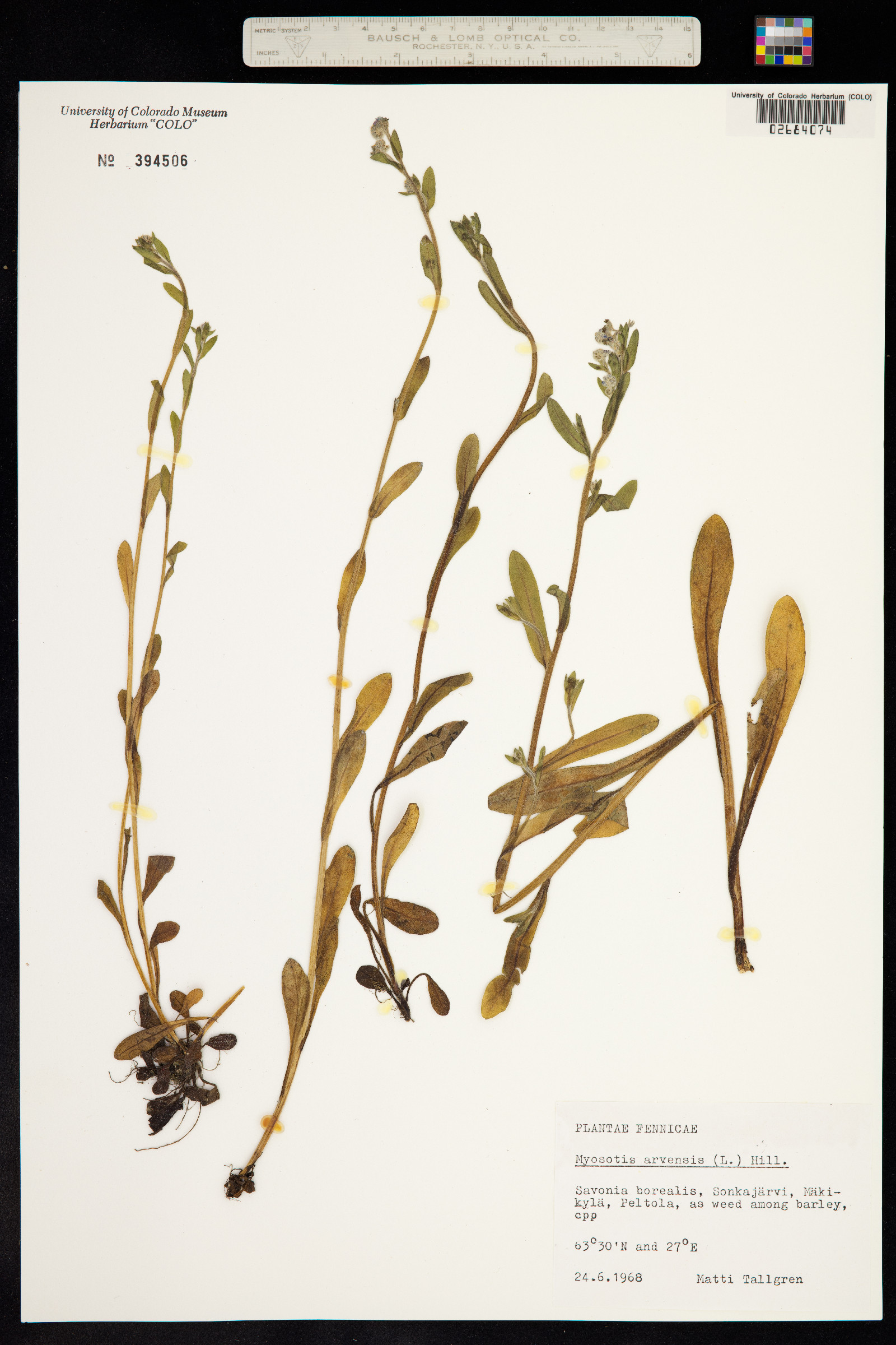 Myosotis arvensis image