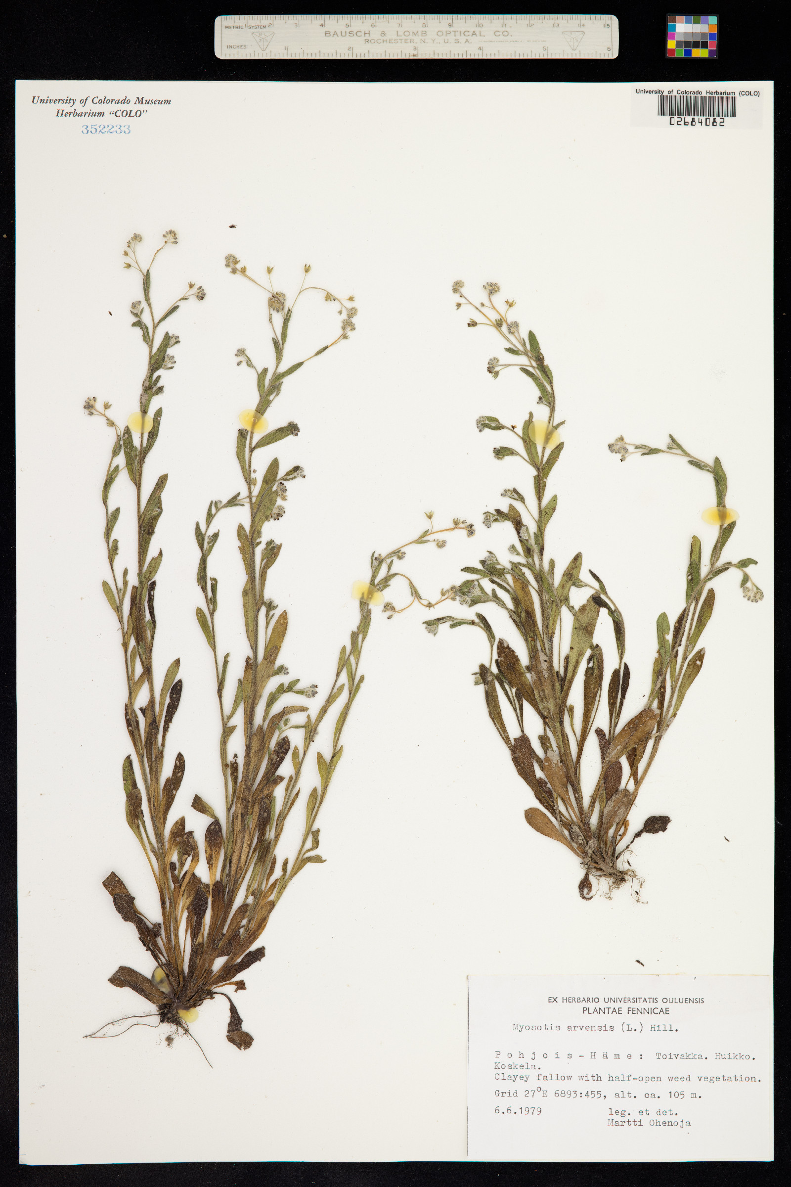 Myosotis arvensis image