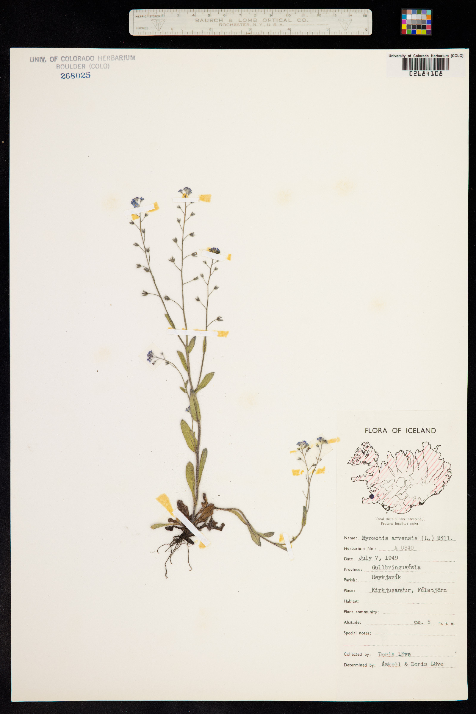 Myosotis arvensis image