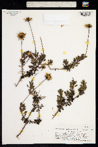 Image of Haplopappus chrysanthemifolius