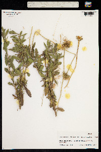 Haplopappus chrysanthemifolius image