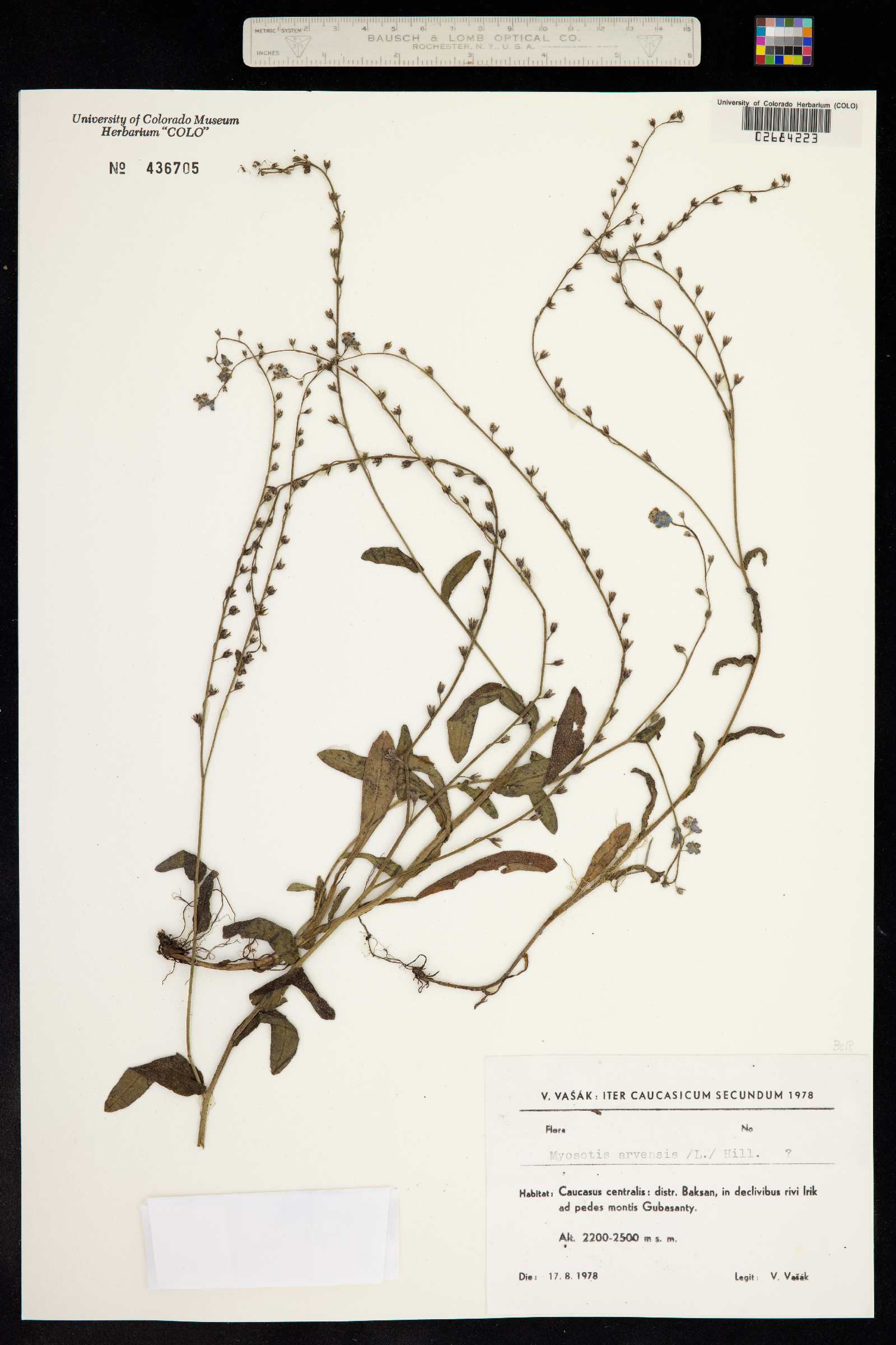 Myosotis image