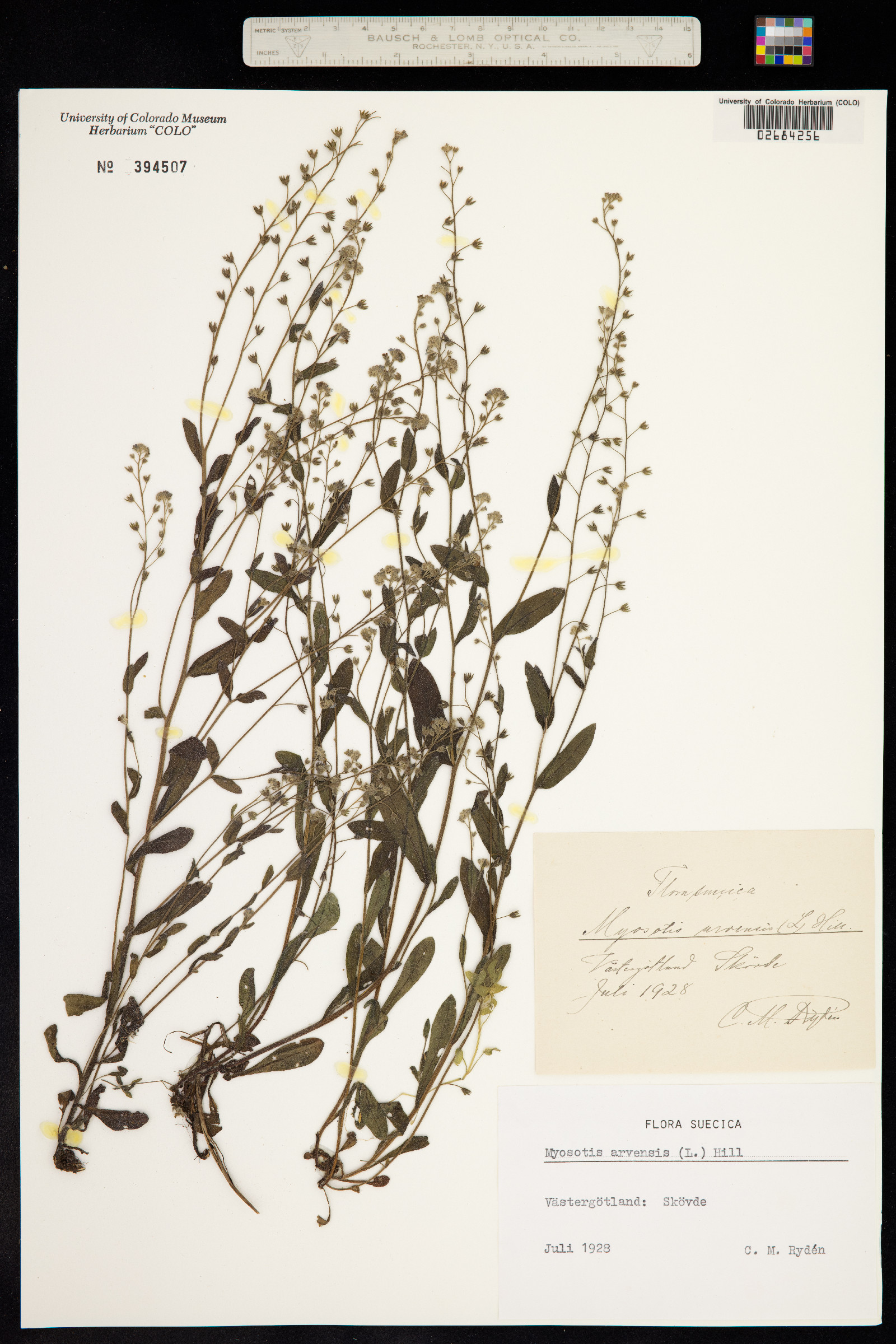 Myosotis arvensis image