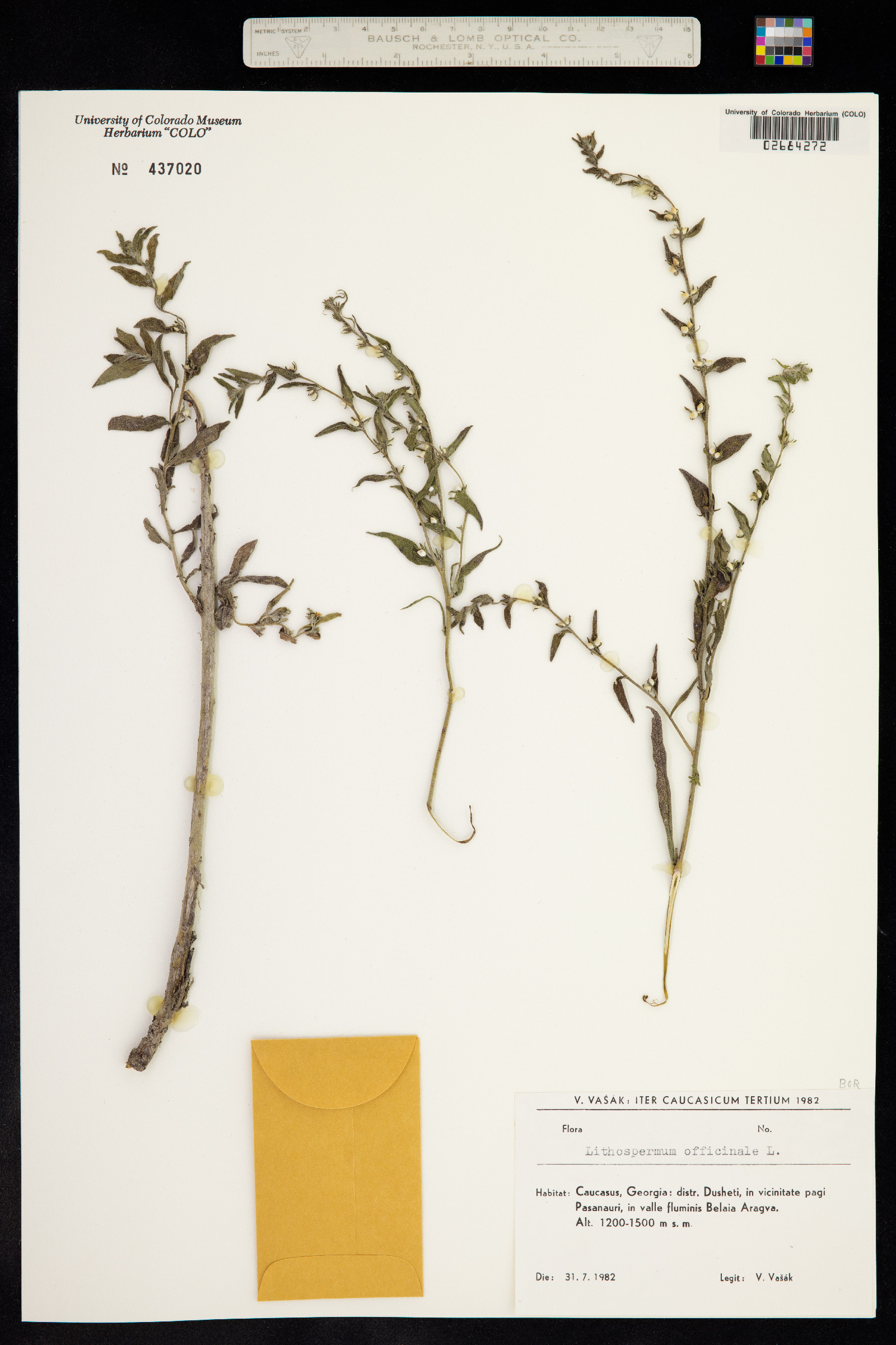 Lithospermum officinale image