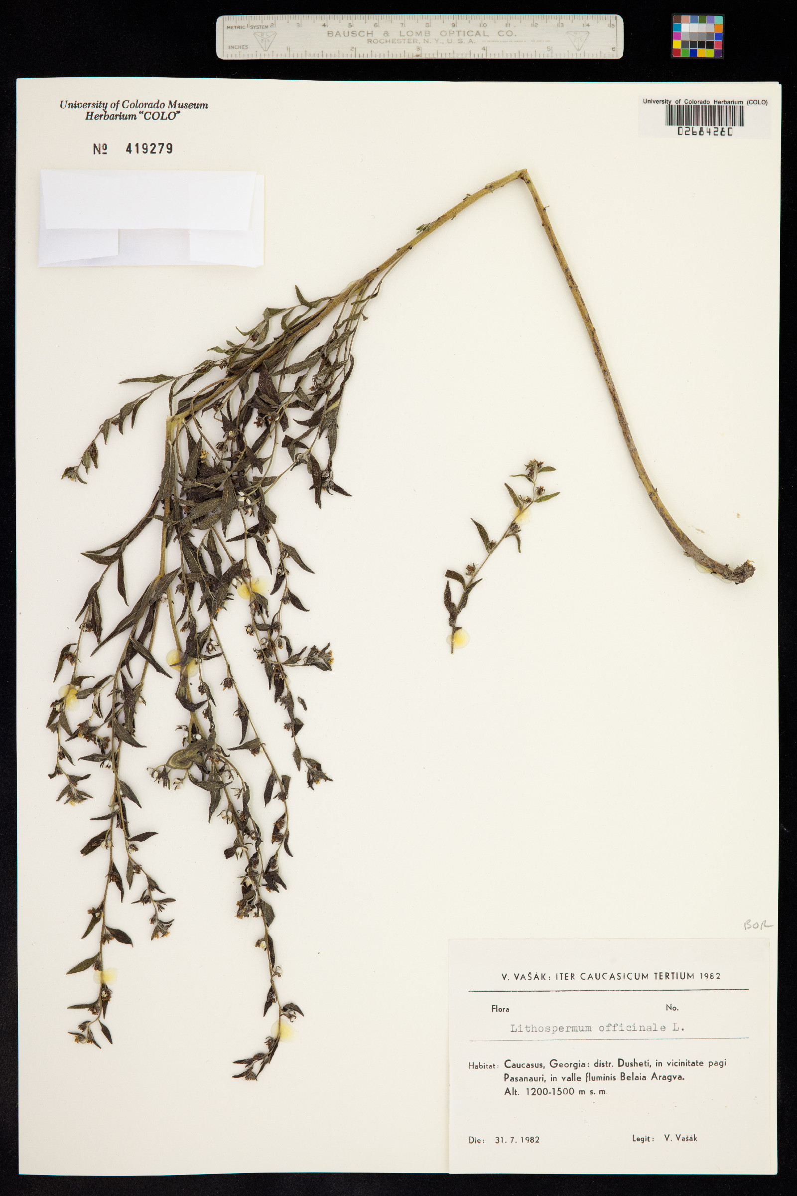 Lithospermum officinale image