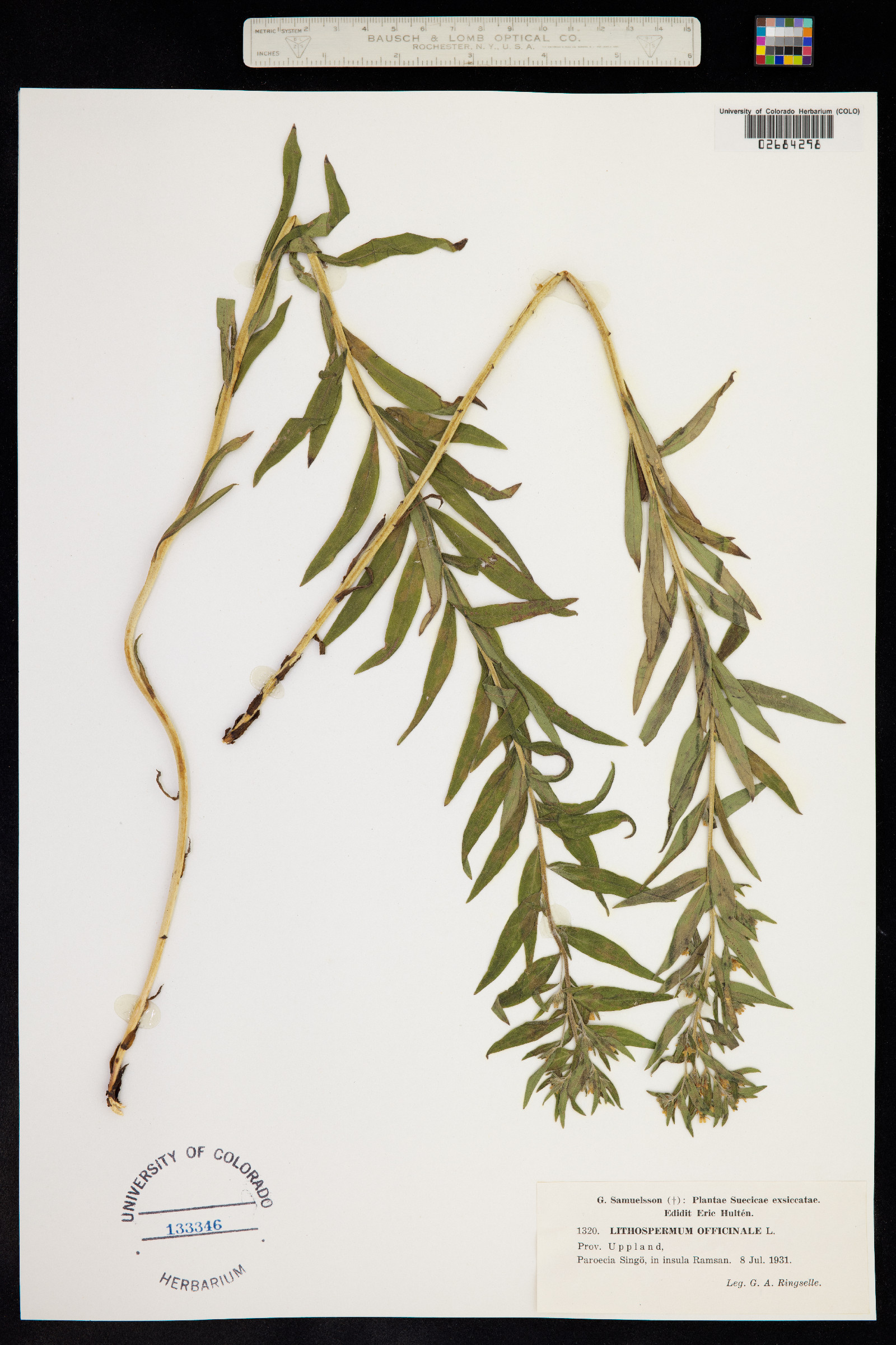 Lithospermum officinale image