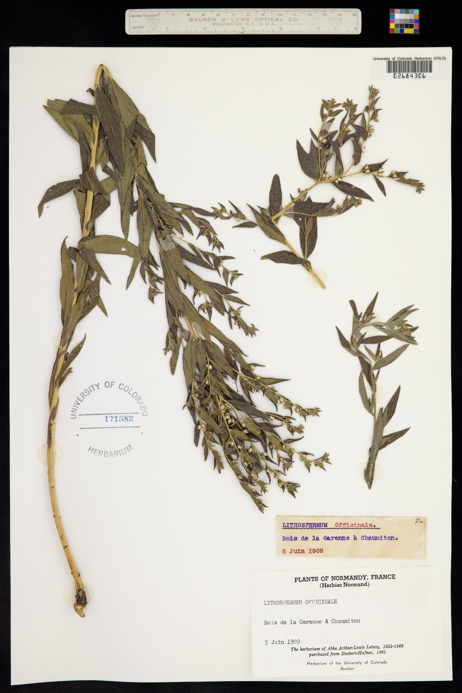 Lithospermum officinale image
